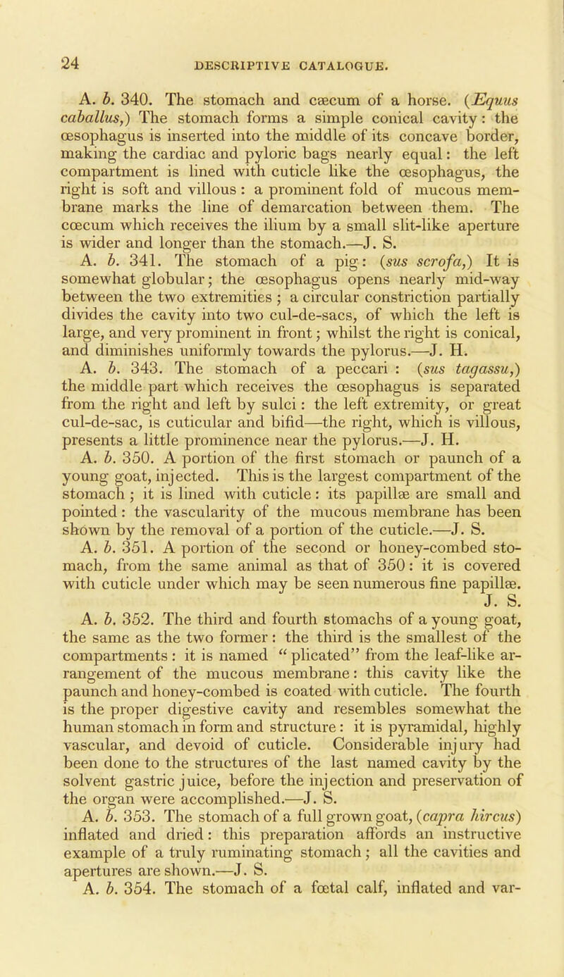 A. b. 340. The stomach and caecum of a horse. {Equus cahallus,) The stomach forms a simple conical cavity: the oesophagus is inserted into the middle of its concave border, making the cardiac and pyloric bags nearly equal: the left compartment is lined with cuticle like the oesophagus, the right is soft and villous : a prominent fold of mucous mem- brane marks the line of demarcation between them. The caecum which receives the ilium by a small slit-like aperture is wider and longer than the stomach.—J. S. A. b. 341. The stomach of a pig: {sus scrofa,) It is somewhat globular; the oesophagus opens nearly mid-way between the two extremities ; a circular constriction partially divides the cavity into two cul-de-sacs, of which the left is large, and very prominent in front; whilst the right is conical, and diminishes uniforiBly towards the pylorus.—J. H. A. b. 343. The stomach of a peccari : {sus tagassu,) the middle part which receives the oesophagus is separated from the right and left by sulci: the left extremity, or great cul-de-sac, is cuticular and bifid—the right, which is villous, presents a little prominence near the pylorus.—J. H. A. Z>. 350. A portion of the first stomach or paunch of a young goat, injected. This is the largest compartment of the stomach ; it is lined with cuticle: its papillae are small and pointed: the vascularity of the mucous membrane has been shown by the removal of a portion of the cuticle.—J. S. A. b. .351. A portion of the second or honey-combed sto- mach, from the same animal as that of 350: it is covered with cuticle under which may be seen numerous fine papillae. J. S. A. b. 352. The third and fourth stomachs of a young goat, the same as the two former: the third is the smallest of the compartments : it is named  plicated from the leaf-like ar- rangement of the mucous membrane: this cavity like the paunch and honey-combed is coated with cuticle. The fourth is the proper digestive cavity and resembles somewhat the human stomach in fonn and structure: it is pyramidal, highly vascular, and devoid of cuticle. Considerable injury had been done to the structures of the last named cavity by the solvent gastric juice, before the injection and preservation of the organ were accomplished.—J. S. A. b. 353. The stomach of a full grown goat, {capra hircus) inflated and dried: this preparation affords an instructive example of a truly ruminating stomach; all the cavities and apertures are shown.—J. S. A. b. 354. The stomach of a foetal calf, inflated and var-