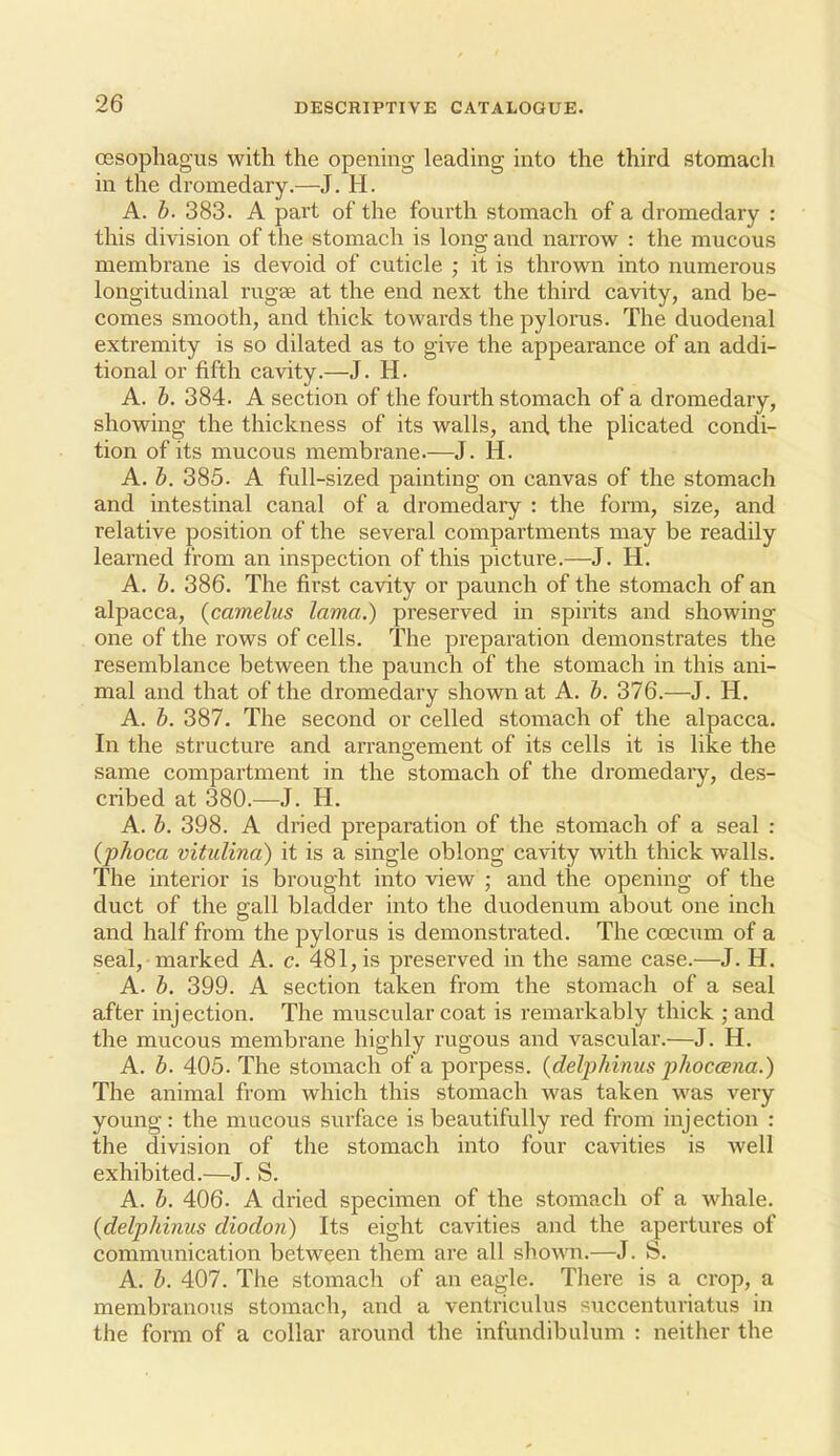 oesophagus with the opening leading into the third stomach in the dromedary.—J. H. A. h. 383. A part of the fourth stomach of a dromedary : this division of the stomach is Ions; and narrow : the mucous membrane is devoid of cuticle ; it is thrown into numerous longitudinal rugse at the end next the third cavity, and be- comes smooth, and thick towards the pylorus. The duodenal extremity is so dilated as to give the appearance of an addi- tional or fifth cavity.—J. H. A. h. 384. A section of the fourth stomach of a dromedary, showing the thickness of its walls, and the plicated condi- tion of its mucous membrane.—J. H. A. h. 385. A full-sized painting on canvas of the stomach and intestinal canal of a dromedary : the forai, size, and relative position of the several compartments may be readily learned from an inspection of this picture.—J. H. A, h. 386. The first cavity or paunch of the stomach of an alpacca, {camelus lama.) preserved in spirits and showing one of the rows of cells. The preparation demonstrates the resemblance between the paunch of the stomach in this ani- mal and that of the dromedary shown at A. h. 376.—J. H. A. h. 387. The second or celled stomach of the alpacca. In the structui'e and ari-angement of its cells it is like the same compartment in the stomach of the dromedary, des- cribed at 380.—J. H. A. h. 398. A dried preparation of the stomach of a seal : {phoca vitulina) it is a single oblong cavity with thick walls. The interior is brought into view ; and the opening of the duct of the gall bladder into the duodenum about one inch and half from the pylorus is demonstrated. The coecum of a seal,-marked A. c. 481,is preserved in the same case.—J. H. A. h. 399. A section taken from the stomach of a seal after injection. The muscular coat is remarkably thick ; and the mucous membrane highly rugous and vascular.—J. H. A. b. 405. The stomach of a porpess. (delphinus jjhoccena.) The animal from which this stomach was taken was very young: the mucous surface is beautifully red from injection : the division of the stomach into four cavities is well exhibited.—J. S. A. b. 406. A dried specimen of the stomach of a whale. (delphimis diodon) Its eight cavities aird the apertures of communication between them are all shown.—J. S. A. b. 407. The stomach of an eagle. There is a crop, a membranous stomach, and a ventriculus succenturiatus in the form of a collar around the infundibulum : neither the