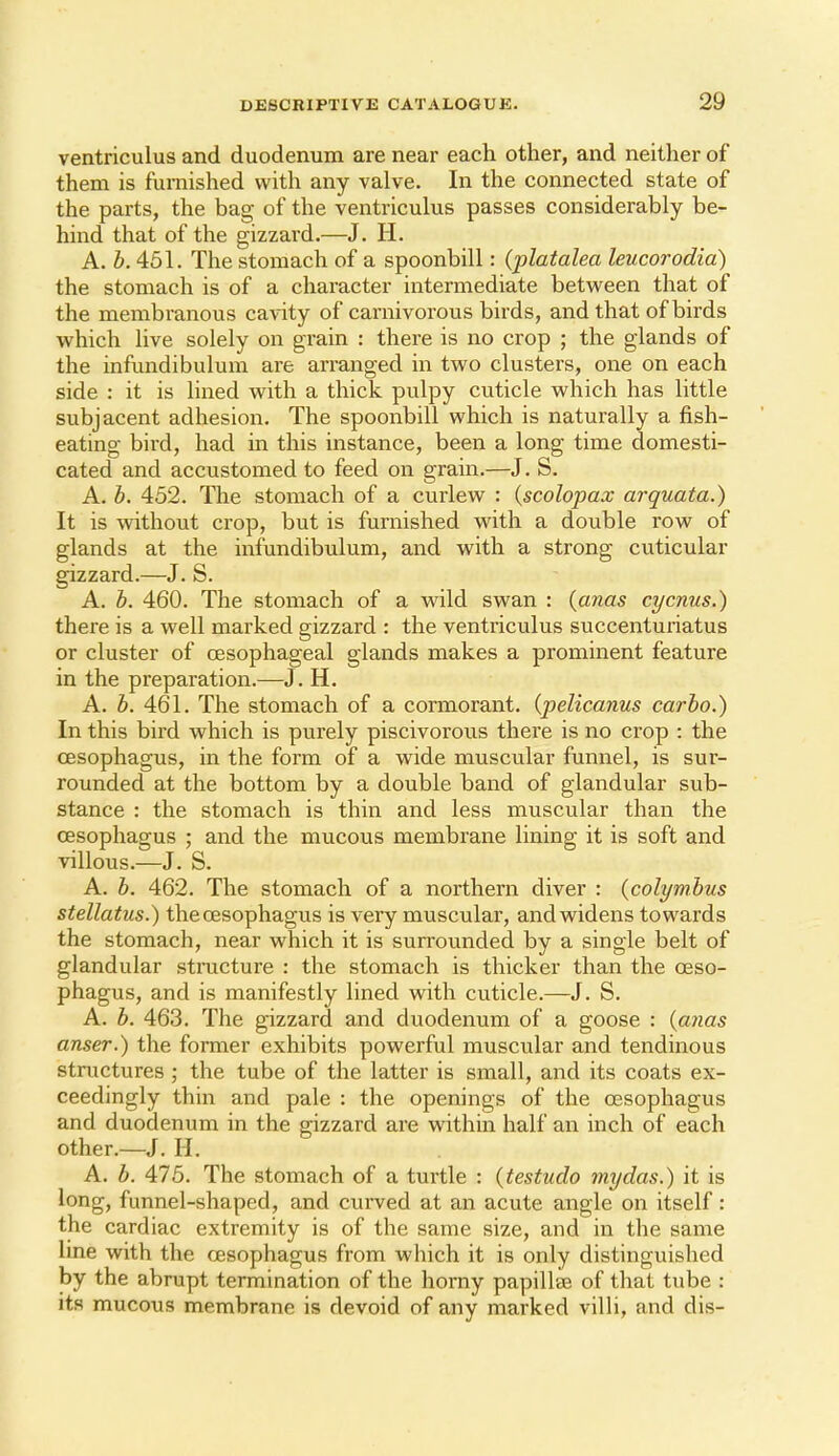 ventriculus and duodenum are near each other, and neither of them is furnished with any valve. In the connected state of the parts, the bag of the ventriculus passes considerably be- hind that of the gizzard.—J. H. A. Z>. 451. The stomach of a spoonbill: {platalea leucorodid) the stomach is of a character intermediate between that of the membranous cavity of carnivorous birds, and that of birds which live solely on grain : there is no crop ; the glands of the infundibulum are arranged in two clusters, one on each side : it is lined with a thick pulpy cuticle which has little subjacent adhesion. The spoonbill which is naturally a fish- eating bird, had in this instance, been a long time domesti- cated and accustomed to feed on grain.—J. S. A. h. 452. The stomach of a curlew : {scolopax arquata.) It is without crop, but is furnished with a double row of glands at the infundibulum, and with a strong cuticular gizzard.—J. S. A. h. 460. The stomach of a wild swan : {anas cycnus.) there is a well marked gizzard : the ventriculus succenturiatus or cluster of oesophageal glands makes a prominent feature in the preparation.—J. H. A. h. 461. The stomach of a cormorant, (pelicanus carbo.) In this bird which is purely piscivorous there is no crop : the oesophagus, in the form of a wide muscular funnel, is sur- rounded at the bottom by a double band of glandular sub- stance : the stomach is thin and less muscular than the oesophagus ; and the mucous membrane lining it is soft and villous.—J. S. A. b. 462. The stomach of a northern diver : {colymbus stellatus.) thecEsophagus is very muscular, and widens towards the stomach, near which it is surrounded by a single belt of glandular structure : the stomach is thicker than the oeso- phagus, and is manifestly lined with cuticle.—J. S. A. b. 463. The gizzard and duodenum of a goose : {anas anser.) the former exhibits powerful muscular and tendinous structures ; the tube of the latter is small, and its coats ex- ceedingly thin and pale : the openings of the oesophagus and duodenum in the gizzard are within half an inch of each other.—J. H. A. b. 475. The stomach of a turtle : {testudo my das.) it is long, funnel-shaped, and curved at an acute angle on itself: the cardiac extremity is of the same size, and in the same line with the oesophagus from which it is only distinguished by the abrupt termination of the horny papillae of that tube : its mucous membrane is devoid of any marked villi, and dis-