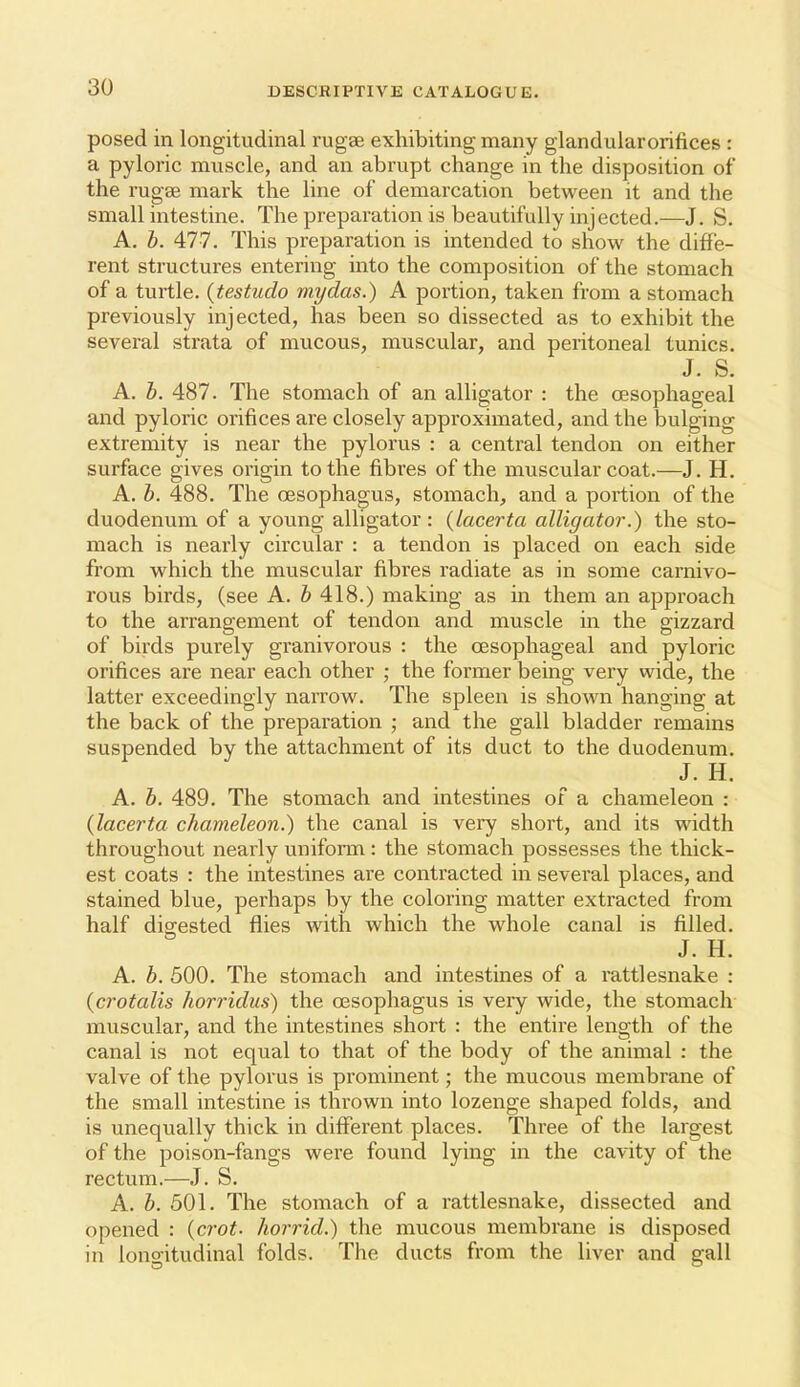 posed in longitudinal rugae exhibiting many glandularorifices : a pyloric muscle, and an abrupt change in the disposition of the rugae mark the line of demarcation between it and the small intestine. The preparation is beautifully injected.—J. S. A. h. 4:77. This preparation is intended to show the diffe- rent structures entering into the composition of the stomach of a turtle, (testudo my das.) A portion, taken from a stomach previously injected, has been so dissected as to exhibit the several strata of mucous, muscular, and peritoneal tunics. J. S. A. b. 487. Tlie stomach of an alligator : the oesophageal and pyloric orifices are closely approximated, and the bulging extremity is near the pylorus : a central tendon on either surface gives origin to the fibres of the muscular coat.—J. H. A. b. 488. The CESophagus, stomach, and a portioii of the duodenum of a young alligator: {lacerta alligator.) the sto- mach is nearly circular : a tendon is placed on each side from which the muscular fibres radiate as in some carnivo- rous birds, (see A. b 418.) making as m them an approach to the arrangement of tendon and muscle in the gizzard of birds purely granivorous : the oesophageal and pyloric orifices are near each other ; the former being very wide, the latter exceedingly narrow. The spleen is shown hanging at the back of the preparation ; and the gall bladder remains suspended by the attachment of its duct to the duodenum, J. H. A. b. 489. The stomach and intestines of a chameleon : {lacerta chameleon.) the canal is very short, and its width throughout nearly uniform: the stomach possesses the thick- est coats : the intestines are contracted in several places, and stained blue, perhaps by the coloring matter extracted from half digested flies with which the whole canal is filled. J. H. A. b. 500. The stomach and intestines of a rattlesnake : (crotalis horridus) the ossophagus is very wide, the stomach muscular, and the intestines short : the entire length of the canal is not equal to that of the body of the animal : the valve of the pylorus is prominent; the mucous membrane of the small intestine is thrown into lozenge shaped folds, and is unequally thick in different places. Three of the largest of the poison-fangs were found lying in the cavity of the rectum.—J. S. A. b. 501. The stomach of a rattlesnake, dissected and opened : {crot. horrid.) the mucous membrane is disposed in lono-itudinal folds. The ducts from the liver and eall