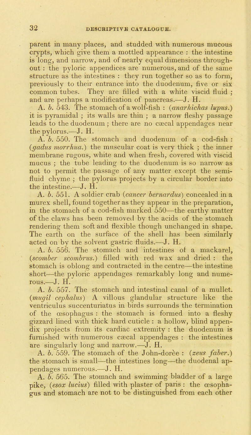 parent in many places, and studded with numerous mucous crypts, which give them a mottled appearance : the intestine is long, and narrow, and of nearly equal dimensions through- out : the pyloric appendices are numerous, and of the same structure as the intestines : they run together so as to form, previously to their entrance into the duodenum, five or six common tubes. They are filled with a white viscid fluid ; and are perhaps a modification of pancreas.—J. H. A. b. 543. The stomach of a wolf-fish : {anarhichas lupus.) it is pyramidal ; its walls are thin ; a narrow fleshy passage leads to the duodenum; there are no caecal appendages near the pylorus.—J. H. A. b. 550. The stomach and duodenum of a cod-fish : {gadus viorrhua.) the muscular coat is very thick ; the inner membrane rugous, white and when fresh, covered with viscid mucus ; the tube leading to the duodenum is so narrow as not to permit the passage of any matter except the semi- fluid chyme ; the pylorus projects by a circular border into the intestine.—J. H. A. 551. A soldier crab {cancer bernardus) concealed in a murex shell, found together as they appear in the preparation, in the stomach of a cod-fish marked 550—the earthy matter of the claws has been I'emoved by the acids of the stomach rendering them soft and flexible though unchanged in shape. The earth on the surface of the shell has been similarly acted on by the solvent gastric fluids.—J. H. A. b. 556. The stomach and intestines of a mackarel, (scomber scombrus.) filled with red wax and dried : the stomach is oblong and contracted in the centre—the intestine short—the pyloric appendages remarkably long and nume- rous.—J. H. A. b. 557. The stomach and intestinal canal of a mullet. (mugil cephalus) A villous glandular structure like the ventriculus succenturiatus in birds surrounds the termination of the oesophagus : the stomach is fomied into a fleshy gizzard lined with thick hard cuticle : a hollow, blind appen- dix projects from its cardiac extremity : the duodenum is furnished with numerous csecal appendages : the intestines are singularly long and narrow.—J. H. A. b. 559. The stomach of the John-dortie : {zeus faber.) the stomach is small—the intestines long—the duodenal ap- pendages numerous.—J. H. A. b. 565. The stomach and swimming bladder of a large pike, {esox lucius) filled with plaster of paris : the oesopha- gus and stomach are not to be distinguished from each other