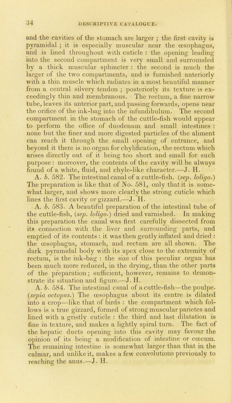 and the cavities of the stomach are larger ; the first cavity is pyramidal ; it is especially muscular near the oesophagus, and is lined throughout with cuticle : the opening leading into the second compartment is very small and surrounded by a thick muscular sphincter : the second is much the larger of the two compartments, and is furnished anteriorly with a thin muscle which radiates in a most beautiful manner from a central silvery tendon ; posteriorly its texture is ex- ceedingly thin and membranous. The rectum, a fine narrow tube, leaves its anterior part, and passing forwards, opens near the orifice of the ink-bag into the infundibulum. The second compartment in the stomach of the cuttle-fish would appear to perform the office of duodenum and small intestines : none but the finer and more digested particles of the aliment can reach it through the small opening of entrance, and beyond it there is no organ for chylification, the rectum which arises directly out of it being too short and small for such purpose : moreover, the contents of the cavity w^ill be always found of a white, fluid, and chyle-like character.—J. H. A. h. 582. The intestinal canal of a cuttle-fish. (sep. loligo.) The pi'eparation is like that of No. 581, only that it is some- what larger, and shows more clearly the strong cuticle which lines the first cavity or gizzard.—J. H. A. h. 583. A beautiful pi-eparation of the intestinal tube of the cuttle-fish, {sep. loligo.) dried and varnished. In making this preparation the canal was first carefully dissected from its connection with the liver and surrounding parts, and emptied of its contents : it was then gently inflated and dried : the oesophagus, stomach, and rectum are all shown. The dark pyramidal body with its apex close to the extremity of rectum, is the ink-bag : the size of this peculiar organ has been much more reduced, in the drying, than the other parts of the preparation; sufficient, however, remains to demon- strate its situation and figure.—J. H. A. h. 584. The intestinal canal of a cuttle-fish—the poulpe. {sepia octopus.) The oesophagus about its centre is dilated into a crop—like that of birds : the compartment which fol- lows is a true gizzard, formed of strong muscular parietes and lined with a gristly cuticle : the third and last dilatation is fine in texture, and makes a lightly spiral turn. The fact of the hepatic ducts opening into this cavity may favour the opinion of its being a modification of intestine or ccecum. The remaining intestine is somewhat larger than that in the calmar, and unlike it, makes a few convolutions previously to reaching the anus.—J. H.