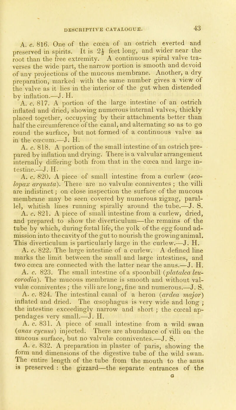 A. c. 816. One of the cceca of an ostrich everted and preserved in spirits. It is 2^ feet long, and wider near the root than the free extremity. A continuous spiral valve tra- verses the wide part, the narrow portion is smooth and devoid of any projections of the mucous membrane. Another, a dry preparation, marked with the same number gives a view of the valve as it lies in the interior of the gut when distended by inflation.—J. H. A. c. 817. A portion of the large intestine of an ostrich inflated and dried, showing numerous internal valves, thickly placed together, occupying by their attachments better than half the circumference of the canal, and alternating so as to go round the surface, but not formed of a continuous valve as in the coecum.—J. H. A. c. 818. A portion of the small intestine of an ostrich pre- pared by inflation and drying. There is a valvular arrangement internally differing both from that in the coeca and large in- testine.—J. H. A. c. 820. A piece of small intestine from a curlew (sco- lopax arquata). Theie are no valvulae conniventes ; the villi are indistinct; on close inspection the surface of the mucous membrane may be seen covered by numerous zigzag, paral- lel, whitish lines running spirally around the tube.—J. S. A. c. 821. A piece of small intestine from a curlew, dried, and prepared to show the diverticulum—the remains of the tube by which, during festal life, the yolk of the egg found ad- mission into the cavity of the gut to nourish the growing animal. This diverticulum is particularly large in the curlew.—J. H. A. c. 822. The large intestine of a curlew. A defined line marks the limit between the small and large intestines, and two coeca are connected with the latter near the anus.—J. H. A. c. 823. The small intestine of a spoonbill {platalca leu- corodia). The mucous membrane is smooth and without val- vulse conniventes ; the villi are long, fine and numerous.—J. S. A. c. 824. The intestinal canal of a heron (ardea major) inflated and dried. The oesophagus is very wide and long ; the intestine exceedingly narrow and short ; the coecal ap- pendages very small.—j. H. A. c. 831. A piece of small intestine from a wild swan (anas cycnus) injected. There are abundance of villi on the mucous surface, but no valvulae conniventes.—J. S. A. c. 832. A preparation in plaster of paris, showing the form and dimensions of the digestive tube of the wild swan. The entire length of the tube from the mouth to the anus is preserved : the gizzard—the separate entrances of the o