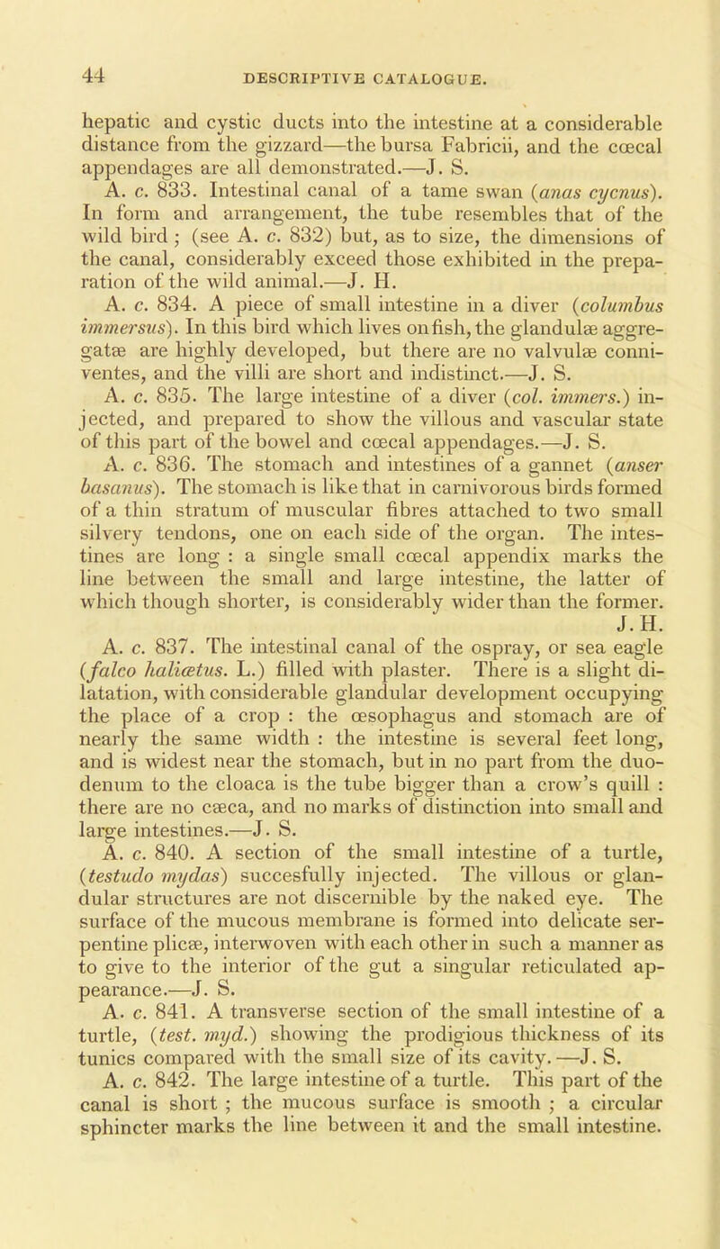 hepatic and cystic ducts into the intestine at a considerable distance from the gizzard—the bursa Fabricii, and the coecal appendages are all demonstrated.—J. S. A. c. 833. Intestinal canal of a tame swan {anas cycnus). In form and arrangement, the tube resembles that of the wild bird ; (see A. c. 832) but, as to size, the dimensions of the canal, considerably exceed those exhibited in the prepa- ration of the wild animal.—J. H. A. c. 834. A piece of small intestine in a diver {columhus immersus). In this bird which lives on fish, the glandulae aggre- gatse are highly developed, but there are no valvulee conni- ventes, and the villi are short and indistinct.—J. S. A. c. 835. The large intestine of a diver {col. immers.) in- jected, and prepared to show the villous and vascular state of this part of the bowel and coecal appendages.—J. S. A. c. 836. The stomach and intestines of a gannet {anser basaniis). The stomach is like that in carnivorous birds formed of a thin stratum of muscular fibres attached to two small silvery tendons, one on each side of the organ. The intes- tines are long : a single small coecal appendix marks the line between the small and large intestine, the latter of which though shorter, is considerably wider than the former. J.H. A. c. 837. The intestinal canal of the ospray, or sea eagle {falco halicBtus. L.) filled w^ith plaster. There is a slight di- latation, with considerable glandular development occupying the place of a crop : the oesophagus and stomach are of nearly the same width : the intestine is several feet long, and is widest near the stomach, but in no part from the duo- denum to the cloaca is the tube bigger than a crow's quill : there are no CEeca, and no marks of distinction into small and large intestines.—J. S. A. c. 840. A section of the small intestine of a turtle, {testudo my das) succesfully injected. The villous or glan- dular sti'uctures are not discernible by the naked eye. The surface of the mucous membrane is formed into delicate ser- pentine plicse, interwoven with each other in such a manner as to give to the interior of the gut a singular reticulated ap- pearance.—J. S. A. c. 841. A transverse section of the small intestine of a turtle, {test, myd.) showing the prodigious thickness of its tunics compared with the small size of its cavity.—J. S. A. c. 842. The large intestine of a turtle. This part of the canal is short ; the mucous surface is smooth ; a circular sphincter marks the line between it and the small intestine.