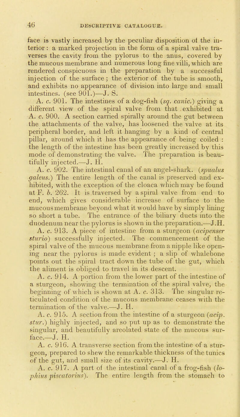 face is vastly increased by the peculiar disposition ol the in- terior : a marked projection in the form of a spiral valve tra- verses the cavity from the pylorus to the anus, covered by the mucous membrane and numerous long fine villi, which are rendered conspicuous in the preparation by a successful injection of the surface ; the exterior of the tube is smooth, and exhibits no appearance of division into large and small intestines, (see 901.)—J. S. A. c. 901. The intestines of a dog-fish {sq. canic.) giving a different view of the spiral valve from that . exhibited at A. c. 900. A section carried spirally around the gut between the attachments of the valve, has loosened the valve at its peripheral border, and left it hanging by a kind of central pillar, around which it has the appearance of being coiled : the length of the intestine has been greatly increased by this mode of demonstrating the valve. The preparation is beau- tifully injected.—J. H. A. c. 902. The intestinal canal of an angel-shark, {spualus galeus.) The entire length of the canal is preserved and ex- hibited, with the exception of the cloaca which may be found at F. h. 262. It is traversed by a spiral valve from end to end, which gives considerable increase of surface to the mucous membrane beyond what it would have by simply lining so short a tube. The entrance of the biliary ducts into the duodenum near the pylorus is shown in the preparation.—J.H. A. c. 913. A piece of intestine from a sturgeon (acipenser stiirio) successfully injected. The commencement of the spiral valve of the mucous membrane from a nipple like open- ing near the pylorus is made evident ; a slip of whalebone points out the spiral tract down the tube of the gut, which the aliment is obliged to travel in its descent. A. c. 914. A portion from the lower part of the intestine of a sturgeon, showing the termination of the spiral valve, the beginning of which is shown at A. c. 313. The singular re- ticulated condition of the mucous membrane ceases with the termination of the valve.—J. H. A. c. 915. A section from the intestine of a sturgeon {acip. stur.) highly injected, and so put up as to demonstrate the singular, and beautifully areolated state of the mucous sur- face.—J. H. A. c. 916. A transverse section from the intestine of a stur- geon, prepared to shew the remarkable thickness of the tunics of the gut, and small size of its cavity.—J. H. A. c. 917. A part of the intestinal canal of a frog-fish (lo- p/iii/s piscutorins). The entire length from the stomach to
