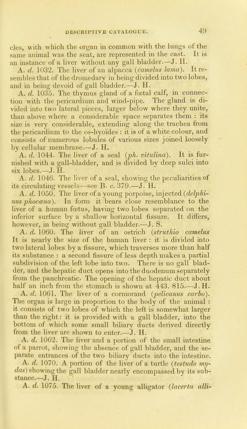 cles, with which the organ in common with the lungs of the same animal was the seat, are represented in the cast. It is an instance of a liver without any gall bladder.—J. H. A. d. 1032. The liver of an alpacca {camelus lama). It re- sembles that of the dromedary in being divided into two lobes, and in being devoid of gall bladder.—J. H. A. d. 1035. The thymus gland of a foetal calf, in connec- tion with the pericardium and wind-pipe. The gland is di- vided into two lateral pieces, larger below where they unite, than above where a considerable space separates them : its size is veiy considerable, extending along the trachea from the pericardium to the os-hyoi'des : it is of a white colour, and consists of numerous lobules of various sizes joined loosely by cellular membrane.—J. H. A. d. 1044. The liver of a seal (ph. vitulina). It is fur- nished with a gall-bladder, and is divided by deep sulci into six lobes.—J. H. A. d. 1046. The liver of a seal, showing the peculiarities of its circulating vessels—see B. c. 379.—J. H, A. d. 1050. The liver of a young porpoise, injected (c?eZp Ai- nus 2)hoc(Bna). In form it bears close resemblance to the liver of a human foetus, having two lobes separated on the inferior surface by a shallow horizontal fissure. It differs, however, in being without gall bladder.—J. S. A. d. 1060. The liver of an ostrich {struthio camelus It is nearly the size of the human liver : it is divided into two lateral lobes by a fissure, which traverses more than half its substance : a second fissure of less depth makes a partial subdivision of the left lobe into two. There is no gall blad- der, and the hepatic duct opens into the duodenum separately from the panchreatic. The opening of the hepatic duct about half an inch from the stomach is shown at 443. 815.—J. H. A. d. 1061. The liver of a cormorand {pelicanus carbo). The organ is large in proportion to the body of the animal : it consists of two lobes of which the left is somewhat larger than the right: it is provided with a gall bladder, into the bottom of which some small biliary ducts derived directly from the liver are shown to enter.—J. H. A. d. 1062. The liver and a portion of the small intestine of a parrot, showing the absence of gall bladder, and the se- parate entrances of the two biliary ducts into the intestine. A. d. 1070. A portion of the liver of a turtle {testudo my- das) showing the gall bladder nearly encompassed by its sub- stance.—J. H. A. d. 1075. The liver of a young alligator {lacerta alii-