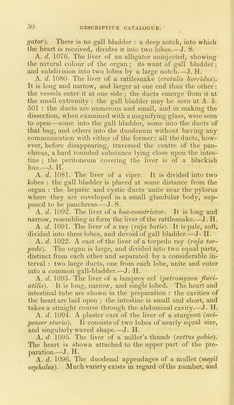 gator). There is no gall bladder : a deep notch, into wliicli the heart is received, divides it into two lobes.—J. S. A. d. 1076. The liver of an alligator uninjected, showing the natural colour of the organ; its want of gall bladder; and subdivision into two lobes by a large notch.—J. H. A. d. 1080. The liver of a rattlesnake {crotalis horridus). It is long and narrow, and larger at one end than the other: the vessels enter it at one side ; the ducts emerge from it at the small extremity : the gall bladder may be seen at A. h. 501 : the ducts are numerous and small, and in making the dissection, when examined with a magnifying glass, were seen to open—some into the gall bladder, some into the ducts of that bag, and others into the duodenum without having any communication with either of the former: all the ducts, how- ever, before disappearing, traversed the centre of the pan- chreas, a hard rounded substance lying close upon the intes- tine ; the peritoneum covering the liver is of a blackish hue.—J. H. A. d. 1081. The liver of a viper. It is divided into two lobes : the gall bladder is placed at some distance from the organ : the hepatic and cystic ducts unite near the pylorus where they are enveloped in a small glandular body, sup- posed to be panchreas.—J. S. A. d. 1092. The liver of a hoa-constrictor. It is long and narrow, resembling in form the liver of the rattlesnake.—J. H. A. d. 1091. The liver of a ray {raja batis). It is pale, soft, divided into three lobes, and devoid of gall bladder.—J. H. A. d. 1022. A cast of the liver of a torpedo ray (raja tor- pedo). The organ is large, and divided into two equal parts, distinct from each other and separated by a considerable in- terval : two large ducts, one from each lobe, unite and enter into a common gall-bladder.—J. H. A. d. 1093. The liver of a lamprey eel (petromyzon fluvi- atilis). It is long, narrow, and single lobed. The heart and intestinal tube are shown in the preparation : the cavities of the heart are laid open ; the intestine is small and short, and takes a straight course through the abdominal cavity.—J. H. A. d. 1094. A plaster cast of the liver of a sturgeon {aci- penser sturio). It consists of two lobes of nearly equal size, and singularly waved shape.—J. H. A. d- 1095. The liver of a miller's thumb (cottris gobio). The heart is shown attached to the upper part of the pre- paration.—J. H. A. d. 1096. The duodenal appendages of a mullet {megil cephalus). Much variety exists in regard of the number, and