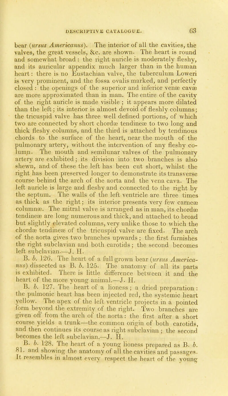 bear (ursus Americanus). The interior of all the cavities, the valves, the great vessels, &c. are shown. The heart is round and somewhat broad : the right auricle is moderately fleshy, and its auricular appendix much larger than in the human heart: there is no Eustachian valve, the tuberculum Loweri is very prominent, and the fossa ovalis marked, and perfectly closed : the openings of the superior and inferior venae cavas are more approximated than in man. The entire of the cavity of the right auricle is made visible ; it appears more dilated than the left; its interior is almost devoid of fleshly columns; the tricuspid valve has three well defined portions, of which two are connected by short chordae tendineae to two long and thick fleshy columns, and the third is attached by tendinous chords to the surface of the heart, near the mouth of the pulmonary artery, without the intervention of any fleshy co- lumn. The mouth and semilunar valves of the pulmonary artery are exhibited; its division into two branches is also shewn, and of these the left has been cut short, whilst the right has been preserved longer to demonstrate its transverse course behind the arch of the aorta and the vena cava. The left auricle is large and fleshy and connected to the right by the septum. The walls of the left ventricle are three times as thick as the right; its interior presents very few carneae columnee. The mitral valve is arranged as in man, its chordae tendineae are long numerous and thick, and attached to broad but slightly elevated columns, very unlike those to which the chordae tendineae of the tricuspid valve are fixed. The arch of the aorta gives two branches upwards; the first furnishes the right subclavian and both carotids; the second becomes left subclavian.—J. H. B. b. 126. The heart of a full grown bear {iirsiis America- mis) dissected as B. b. 125. The anatomy of all its parts is exhibited. There is little difference between it and the heart of the more young animal.—J. H. B. b. 127. The heart of a lioness ; a dried preparation : the pulmonic heart has been injected red, the systemic heart yellow. The apex of the left ventricle projects in a pointed form beyond the extremity of the right, two branches are given off from the arch ot' the aorta: the first after a short course yields a trunk—the common origin of both carotids, and then continues its course as right subclavian ; the second becomes the left subclavian.—J. H. B. b. 128. The heart of a young lioness prepared as B. b. 81. and showing the anatomy of all the cavities and passages. It resembles in almost every' respect the heart of the young