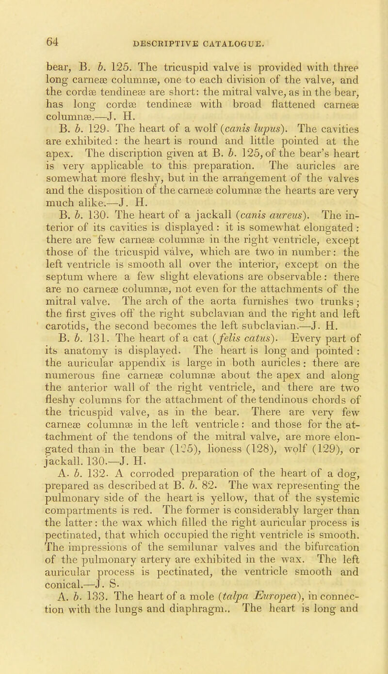 bear, B. b. 125. The tricuspid valve is provided with three long carnese columnse, one to each division of the valve, and the cordse tendineaj are short: the mitral valve, as in the bear, has long cordse tendinese with broad flattened carneae columnse.—J. H. B. b. 129. The heart of a wolf {cams lupus). The cavities are exhibited: the heart is round and little pointed at the apex. The discription given at B. b. 125, of the bear's heart is very applicable to this preparation. The auricles are somewhat more fleshy, but in the arrangement of the valves and the disposition of the carnese columnse the hearts are very much alike.—J. H. B. b. 130. The heart of a jackall (canis aureus). The in- terior of its cavities is displayed : it is somewhat elongated : there are few carneae columnse in the right ventricle, except those of the tricuspid valve, which are two in number: the left ventricle is smooth all over the interior, except on the septum where a few slight elevations are observable: there are no carneae columnse, not even for the attachments of the mitral valve. The arch of the aorta furnishes two trunks; the first gives ofl' the right subclavian and the right and left carotids, the second becomes the left subclavian.—J. H. B. b. 131. The heart of a cat {felis catus). Every part of its anatomy is displayed. The heart is long and pointed : the auricular appendix is large in both auricles: there are numerous fine carnese columnae about the apex and along the anterior wall of the right ventricle, and there are two fleshy columns for the attachment of the tendinous chords of the tricuspid valve, as in the bear. There are veiy few carncce columnse in the left ventricle : and those for the at- tachment of the tendons of the mitral valve, are more elon- gated than in the bear (1-5), lioness (128), wolf (129), or jackall. 130.—J. H. A. b. 132- A corroded preparation of the heart of a dog, prepared as described at B. b. 82. The w^ax representing the pulmonary side of the heart is yellow, that of the systemic compartments is red. The former is considerably larger than the latter: the wax which filled the right auricular process is pectinated, that which occupied the right ventricle is smooth. The impressions of the semilunar valves and the bifurcation of the pulmonary artery are exhibited in the wax. The left auricular process is pectinated, the ventricle smooth and conical.—J. S. A. b- 133. The heart of a mole {tolpa Europea), in connec- tion with the lungs and diaphragm.. The heart is long and