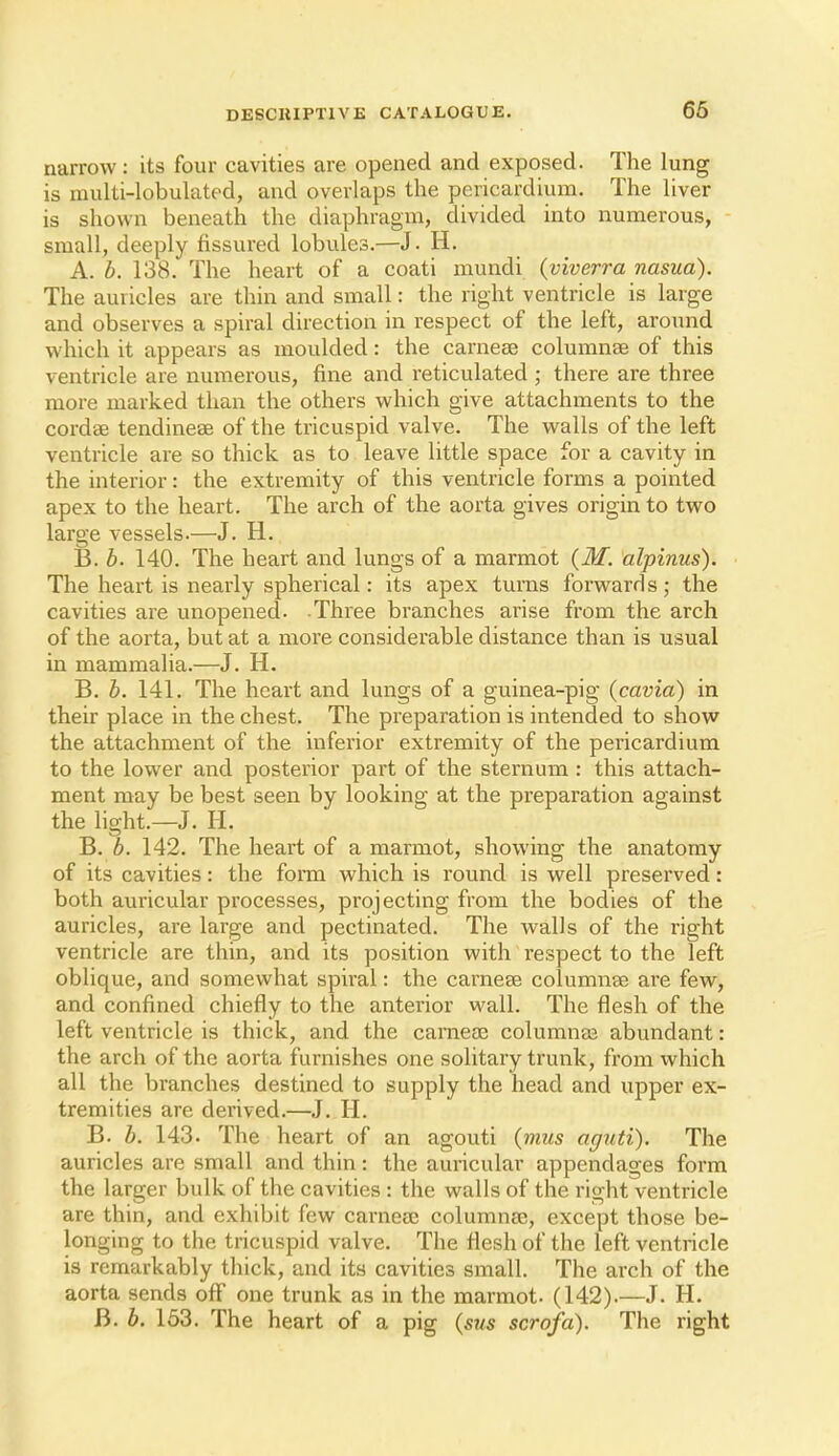 narrow: its four cavities are opened and exposed. The lung is multi-lobulated, and overlaps the pericardium. The liver is shown beneath the diaphragm, divided into numerous, - small, deeply fissured lobules.—J. H. A. b. 138. The heart of a coati mundi (viverra nasua). The auricles are thin and small: the right ventricle is large and observes a spiral direction in respect of the left, around which it appears as moulded: the carnese columnse of this ventricle are numerous, fine and reticulated ; there are three more marked than the others which give attachments to the cordse tendinese of the tricuspid valve. The walls of the left ventricle are so thick as to leave little space for a cavity in the interior: the extremity of this ventricle forms a pointed apex to the heart. The arch of the aorta gives origin to two large vessels.—J. H. B. b. 140. The heart and lungs of a marmot {M. alpinus). The heart is nearly spherical: its apex turns forwards; the cavities are unopened. Three branches arise from the arch of the aorta, but at a more considerable distance than is usual in mammalia.—J. H. B. b. 141. The heart and lungs of a guinea-pig (cavia) in their place in the chest. The preparation is intended to show the attachment of the inferior extremity of the pericardium to the lower and posterior part of the sternum: this attach- ment may be best seen by looking at the preparation against the light.—J. H. B. b. 142. The heart of a marmot, showing the anatomy of its cavities: the form which is round is well preserved: both auricular processes, projecting from the bodies of the auricles, are large and pectinated. The walls of the right ventricle are thin, and its position with respect to the left oblique, and somewhat spiral: the carnese columnse are few, and confined chiefly to the anterior wall. The flesh of the left ventricle is thick, and the carneoe columna3 abundant: the arch of the aorta furnishes one solitary trunk, from which all the branches destined to supply the head and upper ex- tremities are derived.—J. H. B. b. 143. The heart of an agouti {mus aguti). The auricles are small and thin: the auricular appendages form the larger bulk of the cavities : the walls of the right ventricle are thin, and exhibit few carnese columuce, except those be- longing to the tricuspid valve. The flesh of the left ventricle is remarkably thick, and its cavities small. The arch of the aorta sends off one trunk as in the marmot. (142) J. H. B. b. 153. The heart of a pig {sns scrofa). The right