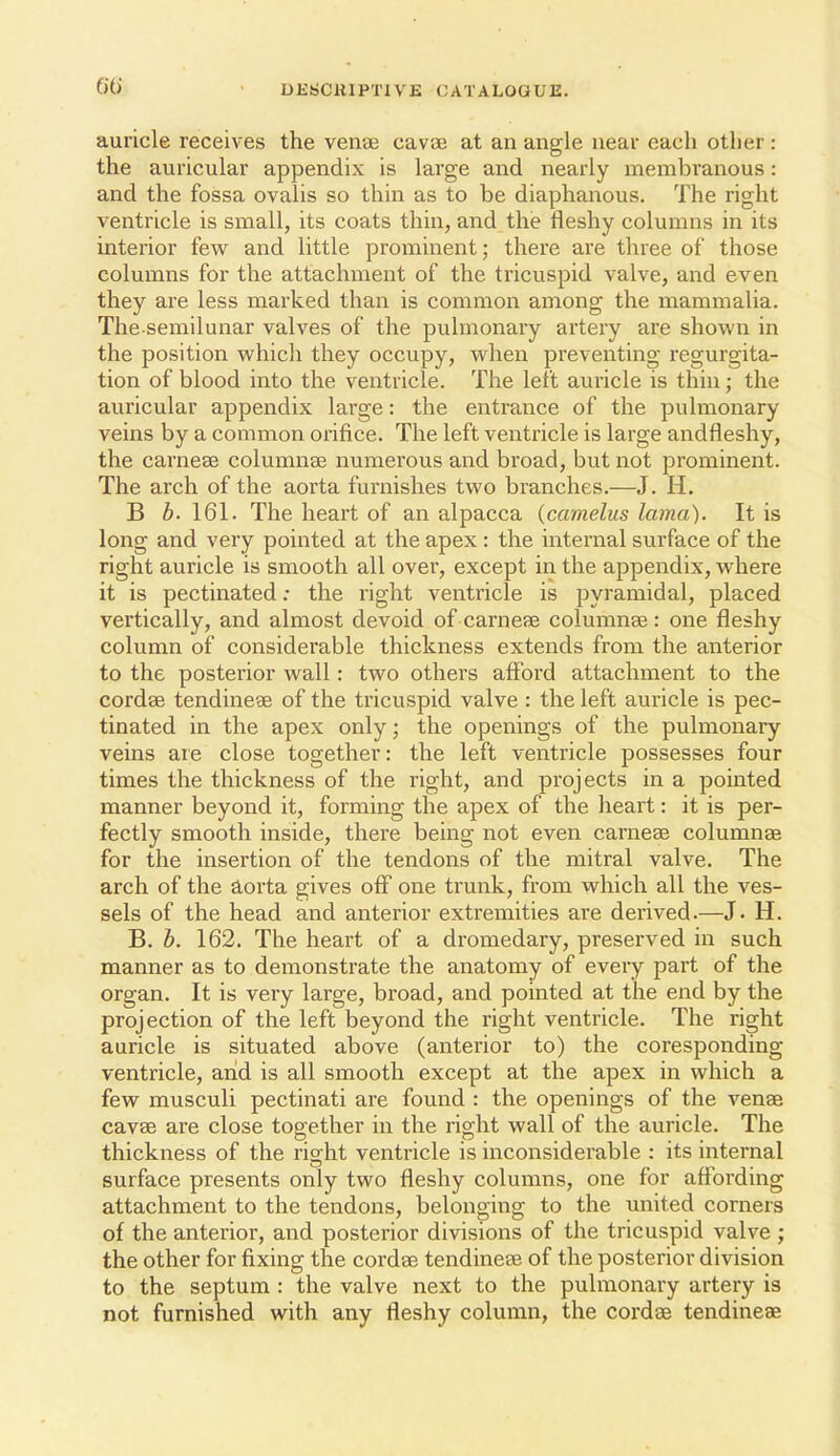 auricle receives the venae cavae at an angle near each other: the auricular appendix is large and nearly membi'anous: and the fossa ovalis so thin as to be diaphanous. The right ventricle is small, its coats thin, and the fleshy columns in its interior few and little proiBinent; there are three of those columns for the attachment of the tricuspid valve, and even they are less marked than is common among the mammalia. The semilunar valves of the pulmonary artery are shown in the position which they occupy, when preventing regurgita- tion of blood into the ventricle. The left auricle is thin; the auricular appendix large: the entrance of the pulmonary veins by a common oi-ifice. The left ventricle is large andfleshy, the carnese columnse numerous and broad, but not prominent. The arch of the aorta furnishes two branches.—J. H. B 6. 161. The heart of an alpacca (camelus lama). It is long and very pointed at the apex : the internal surface of the right auricle is smooth all over, except in the appeiidix, where it is pectinated: the right ventricle is pyramidal, placed vertically, and almost devoid of carnefE columnse: one fleshy column of considerable thickness extends from the anterior to the posterior wall: two others afford attachment to the cordae tendinese of the tricuspid valve : the left auricle is pec- tinated in the apex only; the openings of the pulmonary- veins are close together: the left ventricle possesses four times the thickness of the right, and projects in a pointed manner beyond it, forming the apex of the lieart: it is per- fectly smooth inside, there being not even carnese columnae for the insertion of the tendons of the mitral valve. The arch of the aorta gives off one trunk, from which all the ves- sels of the head and anterior extremities are derived.—J. H. B. b. 162. The heart of a dromedary, preserved in such manner as to demonstrate the anatomy of every part of the organ. It is very large, broad, and pointed at the end by the projection of the left beyond the right ventricle. The right auricle is situated above (anterior to) the coresponding ventricle, arid is all smooth except at the apex in which a few musculi pectinati are found : the openings of the venae cavae are close together in the right wall of the auricle. The thickness of the right ventricle is inconsiderable : its internal surface presents only two fleshy columns, one for aftording attachment to the tendons, belonging to the united corners of the anterior, and posterior divisions of the tricuspid valve ; the other for fixing the cordae tendineae of the posterior division to the septum : the valve next to the pulmonary artery is not furnished with any fleshy column, the cordae tendineae