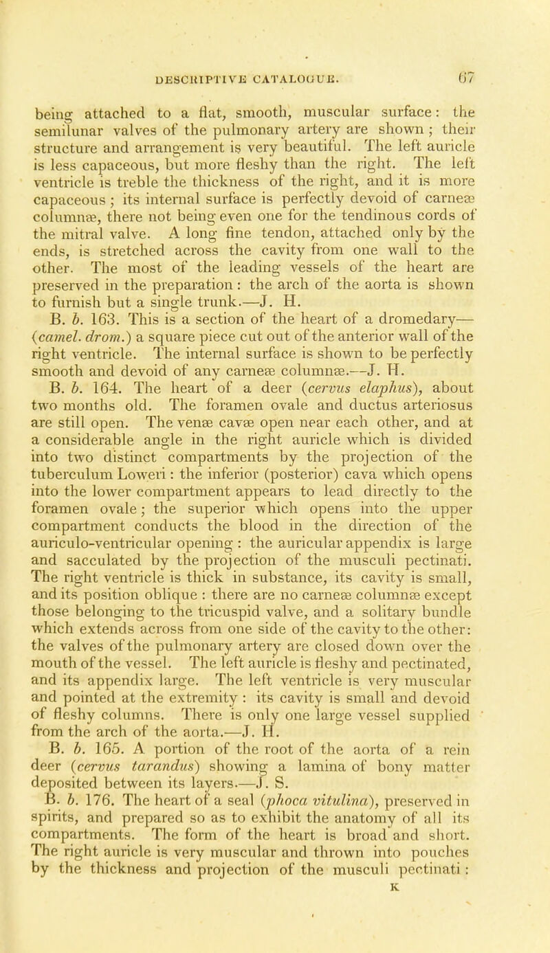 being attached to a flat, smooth, muscular surface: the semilunar valves of the pulmonary artery are shown ; their structure and arrangement is very beautiful. The left auricle is less capaceous, but more fleshy than the right. The left ventricle is treble the thickness of the right, and it is more capaceous ; its internal surface is perfectly devoid of carnea? columuce, there not being even one for the tendinous cords of the mitral valve. A long fine tendon, attached only by the ends, is sti'etched across the cavity from one wall to the other. The most of the leading vessels of the heart are preserved in the preparation: the arch of the aorta is shown to furnish but a single trunk.—J. H. B. h. 163. This is a section of the heart of a dromedary— {camel, drom.) a square piece cut out of the anterior wall of the right ventricle. The internal surface is shown to be perfectly smooth and devoid of any carnese columnse.—J. H. B. b. 164. The heart of a deer (cervus elaphus), about two months old. The foramen ovale and ductus arteriosus are still open. The vense cavae open near each other, and at a considerable angle in the right auricle which is divided into two distinct compartments by the projection of the tuberculum Loweii : the inferior (posterior) cava which opens into the lower compartment appears to lead directly to the foramen ovale; the superior which opens into the upper compartment conducts the blood in the direction of the auriculo-ventricular opening : the auricular appendix is large and sacculated by the projection of the musculi pectinati. The right ventricle is thick in substance, its cavity is small, and its position oblique : there are no carnese columnee except those belonging to the tricuspid valve, and a solitary bundle which extends across from one side of the cavity to the other: the valves of the pulmonary artery are closed down over the mouth of the vessel. The left auricle is fleshy and pectinated, and its appendix large. The left ventricle is very muscular and pointed at the extremity : its cavity is small and devoid of fleshy columns. There is only one large vessel supplied from the arch of the aorta.—J. H. B. b. 165. A portion of the root of the aorta of a rein deer (cervus tarandus) showing a lamina of bony matter deposited between its layers.—J. S. B. b. 176. The heart of a seal (phoca vitulina), preserved in spirits, and prepared so as to exhibit the anatomy of all its compartments. The form of the heart is broad and short. The right auricle is very muscular and thrown into pouches by the thickness and projection of the musculi pectinati: K