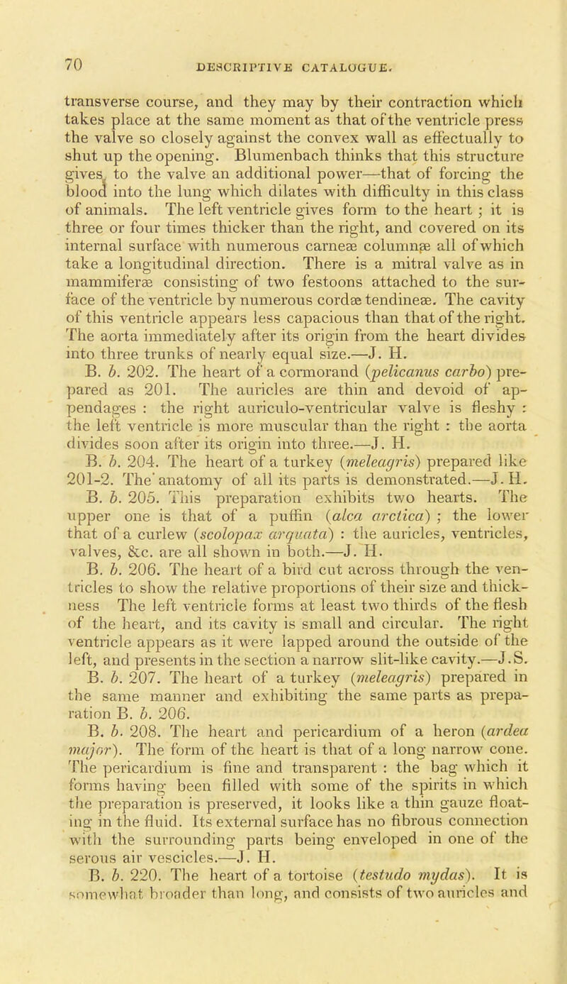 transverse course, and they may by their contraction which takes place at the same moment as that of the ventricle press the valve so closely against the convex wall as effectually to shut up the opening. Blumenbach thinks that this structure gives to the valve an additional power—-that of forcing the blood into the lung which dilates with difficulty in this class of animals. The left ventricle gives form to the heart ; it is three or four times thicker than the right, aiad covered on its internal surface with numerous carneae colunui^ all of which take a longitudinal direction. There is a mitral valve as in mammiferse consisting of two festoons attached to the sur- face of the ventricle by numerous cordse tendinese. The cavity of this ventricle appears less capacious than that of the right. The aorta immediately after its origin from the heart divides into three trunks of nearly equal size.—J. H. B. b. 202. The heart of a cormorand (pelicanus carbo) pre- pared as 201. The aui'icles are thin and devoid of ap- pendages : the right auriculo-ventricular valve is fleshy : the left ventricle is more muscular than the right : the aorta divides soon afler its origin into three.—J. H. B. b. 204. The heart of a turkey {meleagris) prepared like 201-2. The'anatomy of all its parts is demonstrated.—J.H. B. b. 205. This preparation exhibits two hearts. The upper one is that of a puffin {alca orctica) ; the lower that of a curlew {scolopax arquata) : the auricles, ventricles, valves, &c. are all shown in both.—J. H. B, b. 206. The heart of a bird cut across through the ven- tricles to show the relative proportions of their size and thick- ness The left ventricle forms at least two thirds of the flesh of the heart, and its cavity is small and circular. The right ventricle appears as it were lapped around the outside of the left, and presents in the section a narrow slit-like cavity.—J.S. B. b. 207. The heart of a turkey (meleagris) prepared in the same manner and exhibiting the same parts as prepa- ration B. b. 206. B. b. 208. The heart and pericardium of a heron {ardea major). The form of the heart is that of a long narrow cone. The yjericardium is fine and transparent : the bag which it forms having been filled with some of the spirits in which the preparation is preserved, it looks like a thin gauze float- ing in the fluid. Its external surface has no fibrous connection witli the surrounding parts being enveloped in one of the serous air vescicles.—J. H. B. b. 220. The heart of a tortoise (testudo mydas). It is somewhat broader than long, and consists of two auricles and