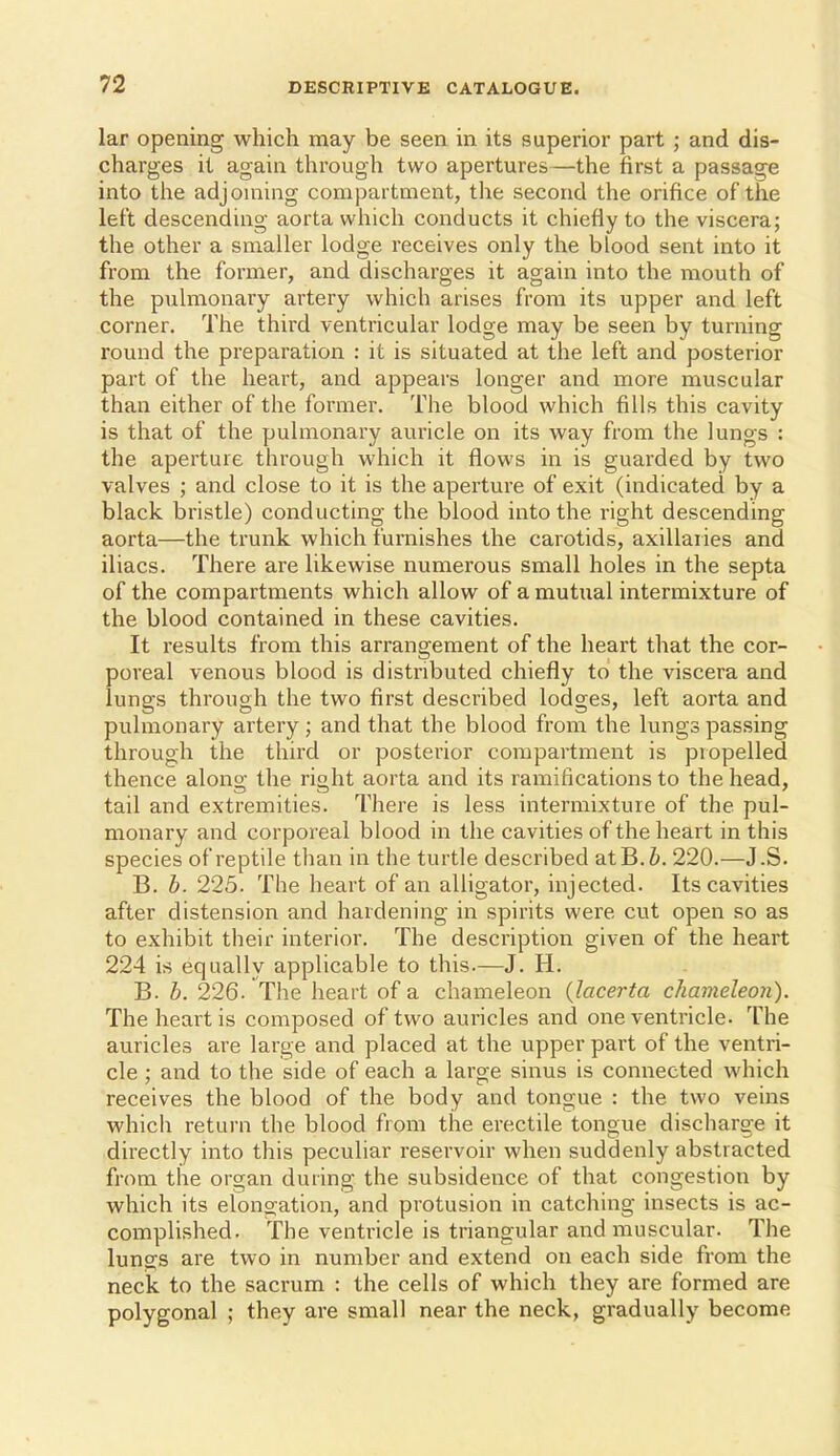 lar opening which may be seen in its superior part ; and dis- charges it again through two apertures—the first a passage into tlie adjoniing compartment, the second the orifice of the left descending aorta which conducts it chiefly to the viscera; the other a smaller lodge receives only the blood sent into it from the former, and discharges it again into the mouth of the pulmonary artery which arises from its upper and left corner. The third ventricular lodge may be seen by turning round the preparation : it is situated at the left and posterior part of the heart, and appears longer and more muscular than either of the former. The blood which fills this cavity is that of the pulmonary auricle on its way from the lungs : the aperture through which it flows in is guarded by two valves ; and close to it is the aperture of exit (indicated by a black bristle) conducting the blood into the right descending aorta—the trunk which furnishes the carotids, axillaiies and iliacs. There are likewise numerous small holes in the septa of the compartments which allow of a mutual intermixture of the blood contained in these cavities. It results from this arrangement of the heart that the cor- poreal venous blood is distributed chiefly to the viscera and lungs through the two first described lodges, left aorta and pulmonary artery; and that the blood from the lungs passing through the thii'd or posterior compartment is propelled thence alono- the rioht aorta and its ramifications to the head, tail and extremities. There is less intermixture of the pul- monary and corporeal blood in the cavities of the heart in this species of reptile than in the turtle described atB.i. 220.—J.S. B. h. 225. The heart of an alligator, injected. Its cavities after distension and hardening in spirits were cut open so as to exhibit their interior. The description given of the heart 224 is equally applicable to this.—J. H. B. b. 226. The heart of a chameleon (lacerta chameleon). The heart is composed of two auricles and one ventricle. The auricles are large and placed at the upper pai't of the ventri- cle ; and to the side of each a large sinus is connected which receives the blood of the body and tongue : the two veins which return the blood from the erectile tonoue discharg-e it directly into this peculiar reservoir when suddenly abstracted from the organ during the subsidence of that congestion by which its elono;ation, and protusion in catching insects is ac- complished. The ventricle is triangular and muscular. The lungs are two in number and extend on each side from the neck to the sacrum : the cells of which they are formed are polygonal ; they are small near the neck, gradually become