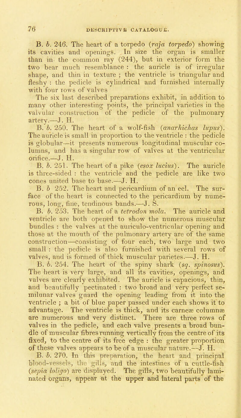 B. h. 246. The heart of a torpedo {raja torpedo) showing its cavities and openings. In size the organ is smaller than in the common ray (244), but in exterior form the two bear much resemblance : the auricle is of irregular shape, and thin in texture ; the ventricle is triangular and fleshy : the pedicle is cylindrical and furnished internally with four rows of valves The six last described preparations exhibit, in addition to many other interesting points, the principal varieties in the valvular construction of the pedicle of the pulmonary artery.—J. H. B. h. 250. The heart of a wolf-fish {anarhichas lupus). The auricle is small in proportion to the ventricle : the pedicle is globular—it presents numerous longitudinal muscular co- lumns, and has a singular row of valves at the ventricular orifice.—J. H. B. h. 251. The heart of a pike {esox lucius). The auricle is three-sided : the ventricle and the pedicle are like two cones united base to base.—J. H. B. h 252. The heart and pericardium of an eel. The sur- face of the heart is connected to the pericardium by nume- rous, long, fine, tendinous bands.—J. S. B. 6. 253. The heart of a tetrodon mola. The auricle and ventricle are both opened to show the numerous muscular bundles : the valves at the auriculo-ventricular opening and those at the mouth of the pulmonary artery are of the same construction—consisting of four each, two large and two small : the pedicle is also furnished with several rows of valves, and is formed of thick muscular parietes.—J. H. B. b. 254. The heart of the spiny shark {sq. spinosvs). The heart is very large, and all its cavities, openings, and valves are clearly exhibited. The auricle is capacious, thin, and beautifully pectinated : two broad and very perfect se- milunar valves guard the opening leading from it into the ventricle ; a bit of blue paper passed under each shows it to advantage. The ventricle is thick, and its carneae columnae are numerous and very distinct. There are three rows of valves in the pedicle, and each valve presents a broad bun- dle of muscular fibres running vertically from the centre of its fixed, to the centre of its free edge : the greater proportion of these valves appears to be of a muscular nature.—J. H. B. b. 270. In this preparation, the heart and principal blood-vessels, the gills, and the intestines of a cuttle-fish (sepia hligo) are displayed, llie gill«, two beautifully lami- nated organs, appear at the upper and lateral parts of the