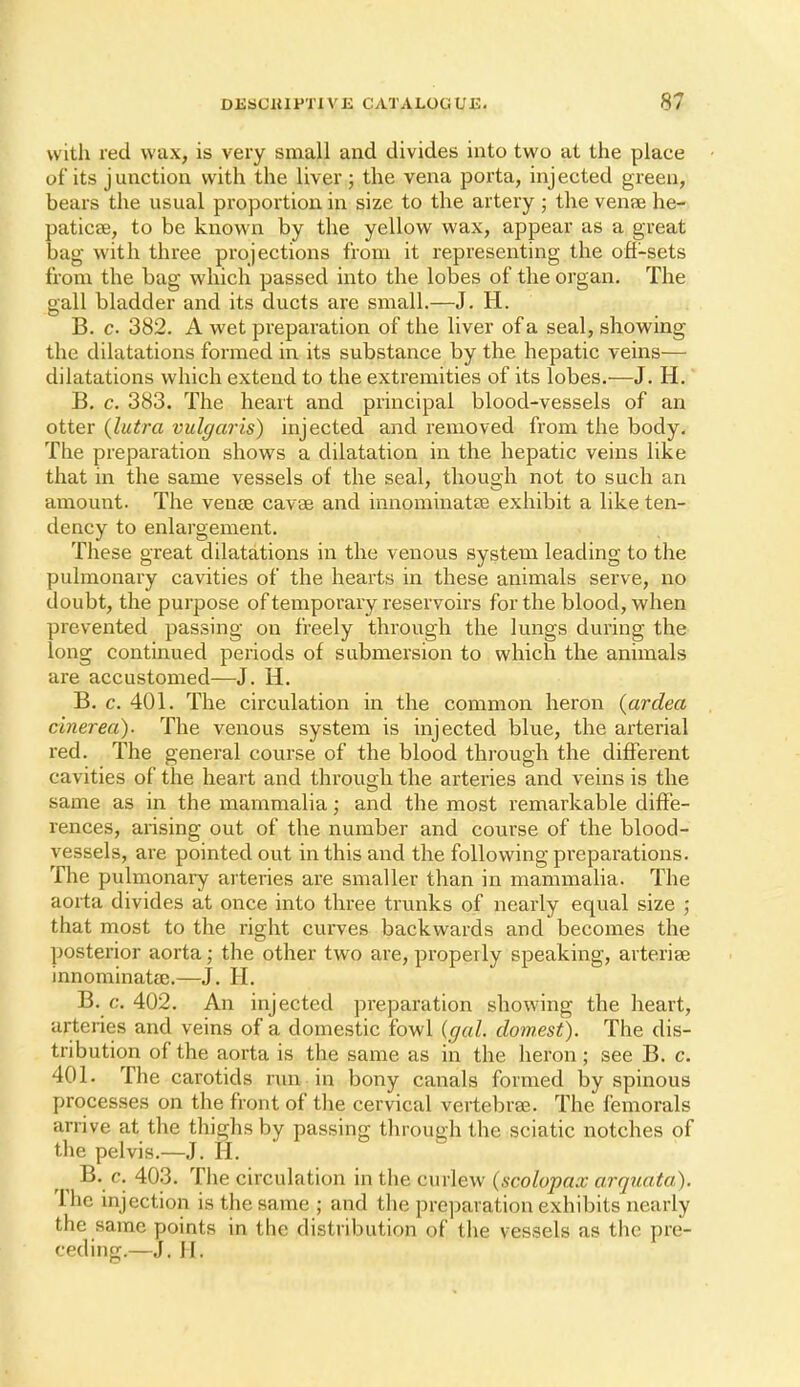 with red wax, is very small and divides into two at the place of its junction with the liver; the vena porta, injected green, bears the usual proportion in size to the artery ; the vense he- paticse, to be known by the yellow wax, appear as a great bag with three projections from it representing the ofi-sets from the bag which passed into the lobes of the organ. The gall bladder and its ducts are small.—J. H. B. c. 382. A wet preparation of the liver of a seal, showing the dilatations formed in its substance by the hepatic veins— dilatations which extend to the extremities of its lobes.—J. H. B. c. 383. The heart and principal blood-vessels of an otter {lutra vulgaris) injected and removed from the body. The preparation shows a dilatation in the hepatic veins like that in the same vessels of the seal, though not to such an amount. The venee cavae and innominatee exhibit a like ten- dency to enlargement. These great dilatations in the venous system leading to the pulmonary cavities of the hearts in these animals serve, no doubt, the purpose of temporary reservoirs for the blood, when prevented passing on freely through the lungs during the long continued periods of submersion to which the animals are accustomed—J. H. B. c. 401. The circulation in the common heron {ardea cinerea). The venous system is injected blue, the arterial red. The general course of the blood through the different cavities of the heart and through the arteries and veins is the same as m the mammalia; and the most remarkable diffe- rences, arising out of the number and course of the blood- vessels, are pointed out in this and the following preparations. The pulmonary arteries are smaller than in mammalia. The aorta divides at once into three trunks of nearly equal size ; that most to the right curves backwards and becomes the posterior aorta; the other two are, properly speaking, arterisB innominatae.—J. H. B. c. 402. An injected preparation showing the heart, arteries and veins of a domestic fowl {gal. domest). The dis- tribution of the aorta is the same as in the heron; see B. c. 401. The carotids run in bony canals formed by spinous processes on the front of the cervical vertebrae. The femorals arrive at the thighs by passing through the sciatic notches of the pelvis.—.J. H. B. c. 403. The circulation in the curlew (scolopax arquata). The injection is the same ; and the prejjaration exhibits nearly the same points in the distribution of the vessels as the pre- ceding.—J. H.