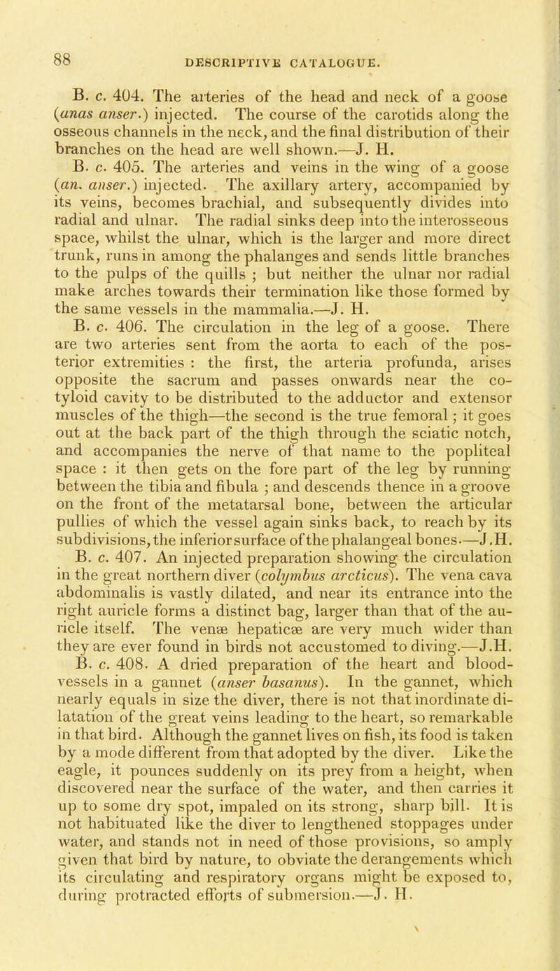 B. c. 404. The aiieries of the head and neck of a goose (anas anser.) injected. The course of the carotids along the osseous channels in the neck, and the final distribution of their branches on the head are well shown.—J. H. B. c. 405. The arteries and veins in the wing of a goose {an. anser.) injected. The axillary artery, accompanied by its veins, becomes brachial, and subsequently divides into radial and ulnar. The radial sinks deep into the interosseous space, whilst the ulnar, which is the larger and more direct trunk, runs in among the phalanges and sends little branches to the pulps of the quills ; but neither the ulnar nor radial make arches towards their termination like those formed by the same vessels in the mammalia.—J. H. B. c. 406. The circulation in the leg of a goose. There are two arteries sent from the aorta to each of the pos- terior extremities : the first, the arteria profunda, arises opposite the sacrum and passes onwards near the co- tyloid cavity to be distributed to the adductor and extensor muscles of the thigh—the second is the true femoral; it goes out at the back part of the thigh through the sciatic notch, and accompanies the nerve of that name to the popliteal space : it then gets on the fore part of the leg by running between the tibia and fibula ; and descends thence in a groove on the front of the metatarsal bone, between the articular pullies of which the vessel again sinks back, to reach by its subdivisions, the inferior surface of the phalangeal bones—J,H. B. c. 407. An injected preparation showing the circulation in the great northern diver {cohjmhus arcticus). The vena cava abdominalis is vastly dilated, and near its entrance into the right auricle forms a distinct bag, larger than that of the au- ricle itself. The vense hepaticse are very much wider than they are ever found in birds not accustomed to diving.—J.H. B. c. 408. A dried preparation of the heart and blood- vessels in a gannet {anser hasanus). In the gannet, which nearly equals in size the diver, there is not that inordinate di- latation of the great veins leading to the heart, so remarkable in that bird. Although the gannet lives on fish, its food is taken by a mode different from that adopted by the diver. Like the eagle, it pounces suddenly on its prey from a height, when discovered near the surface of the water, and then carries it up to some dry spot, impaled on its strong, sharp bill. It is not habituated like the diver to lengthened stoppages under water, and stands not in need of those provisions, so amply given that bird by nature, to obviate the derangements which its circulating and respiratory organs might be exposed to, during protracted efforts of submersion.—J. H.