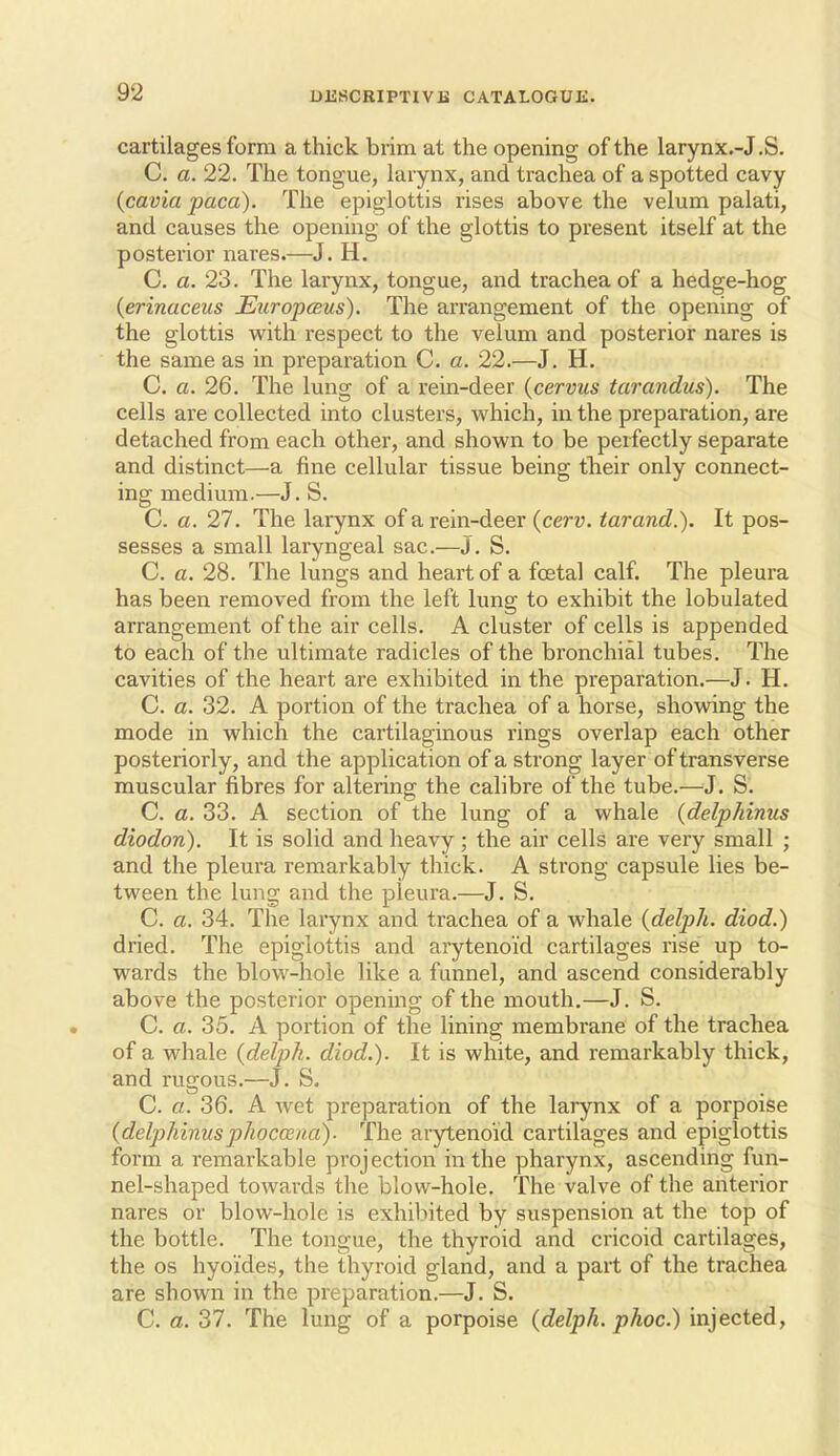 cartilages form a thick brim at the opening of the larynx.-J.S. C, a. 22. The tongue, larynx, and trachea of a spotted cavy {cavia paca). The epiglottis rises above the velum palati, and causes the opening of the glottis to present itself at the posterior nares.—J. H. C. a. 23. The larynx, tongue, and trachea of a hedge-hog {erinaceus EuropcBus). The arrangement of the opening of the glottis with respect to the velum and posterior nares is the same as in preparation C. a. 22.—J. H. C. a. 26. The lung of a rein-deer (cervus tarandus). The cells are collected into clusters, which, in the preparation, are detached from each other, and shown to be perfectly separate and distinct—a fine cellular tissue being their only connect- ing medium.—J. S. C. a. 27. The larynx of a rein-deer (ceru. tarand.). It pos- sesses a small laryngeal sac.—J. S. C. a. 28. The lungs and heart of a foetal calf. The pleura has been removed from the left lung to exhibit the lobulated arrangement of the air cells. A cluster of cells is appended to each of the ultimate radicles of the bronchial tubes. The cavities of the heart are exhibited in the preparation.—J. H. C. a. 32. A portion of the trachea of a horse, showing the mode in which the cartilaginous rings overlap each other posteriorly, and the application of a strong layer of transverse muscular fibres for altering the calibre of the tube.—J. S. C. a. 33. A section of the lung of a whale (delphinus diodon). It is solid and heavy; the air cells are very small ; and the pleura remarkably thick. A strong capsule lies be- tween the lung and the pleura.—J. S. C. a. 34. The larynx and trachea of a whale {delph. diod.) dried. The epiglottis and arytenoid cartilages rise up to- wards the blow-hole like a funnel, and ascend considerably above the posterior opening of the mouth.—J. S. C. a. 35. A portion of the lining membrane of the trachea of a whale {delph. diod.). It is white, and remarkably thick, and rugous.—J. S. C. a. 36. A wet preparation of the larynx of a porpoise {deljyhinusphocmid). The arytenoid cartilages and epiglottis form a remarkable projection in the pharynx, ascending fun- nel-shaped towards the blow-hole. The valve of the anterior nares or blow-hole is exhibited by suspension at the top of the bottle. The tongue, the thyroid and cricoid cartilages, the OS hyoides, the thyroid gland, and a part of the trachea are shown in the preparation.—J. S. C. a. 37. The lung of a porpoise {delph. phoc.) injected.