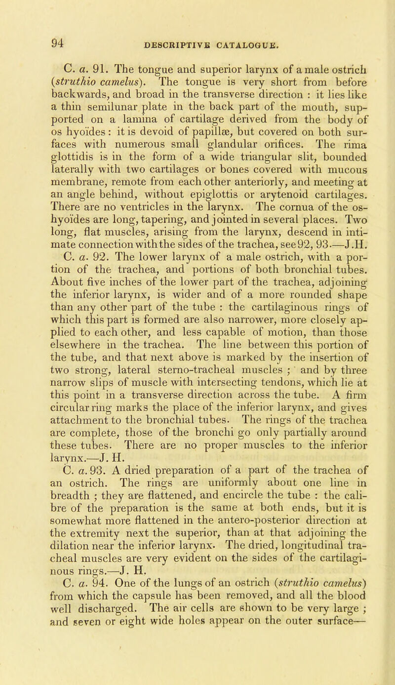 C. a. 91. The tongue and superior larynx of a male ostrich {struthio camelus). The tongue is very short from before backwards, and broad in the transverse direction : it lies like a thin semilunar plate in the back part of the mouth, sup- ported on a lamina of cartilage derived from the body of OS hyoides: it is devoid of papiilee, but covered on both sur- faces with numerous small glandular orifices. The rima glottidis is in the form of a wide triangular slit, bounded laterally with two cartilages or bones covered with mucous membrane, remote from each other anteriorly, and meeting at an angle behind, without epiglottis or arytenoid cartilages. There are no ventricles in the larynx. The comua of the os- hyoides are long, tapering, and jointed in several places. Two long, flat muscles, arising from the larynx, descend in inti- mate connection with the sides of the trachea, see 92, 93—J.H. C. a. 92. The lower larynx of a male ostrich, with a por- tion of the trachea, and portions of both bronchial tubes. About five inches of the lower part of the trachea, adjoining the inferior larynx, is wider and of a more rounded shape than any other part of the tube : the cartilaginous rings of which this part is formed are also narrower, more closely ap- plied to each other, and less capable of motion, than those elsewhere in the trachea. The line between this portion of the tube, and that next above is marked by the insertion of two strong, lateral sterno-tracheal muscles ; and by three narrow slips of muscle with intersecting tendons, which lie at this point in a transverse direction across the tube. A firm circular ring marks the place of the inferior larynx, and gives attachment to the bronchial tubes. The rings of the trachea are complete, those of the bronchi go only partially around these tubes. There are no proper muscles to the inferior larynx.—J. H. C. a. 93. A dried preparation of a part of the trachea of an ostrich. The rings are uniformly about one line in breadth ; they are flattened, and encircle the tube : the cali- bre of the preparation is the same at both ends, but it is somewhat more flattened in the antero-posterior direction at the extremity next the superior, than at that adjoining the dilation near the inferior larynx. The dried, longitudinal tra- cheal muscles are very evident on tlie sides of the cartilagi- nous rings.—J. H. C. a. 94. One of the lungs of an ostrich {struthio camelus) from which the capsule has been removed, and all the blood well discharged. The air cells are shown to be very large ; and seven or eight wide holes appear on the outer surface—