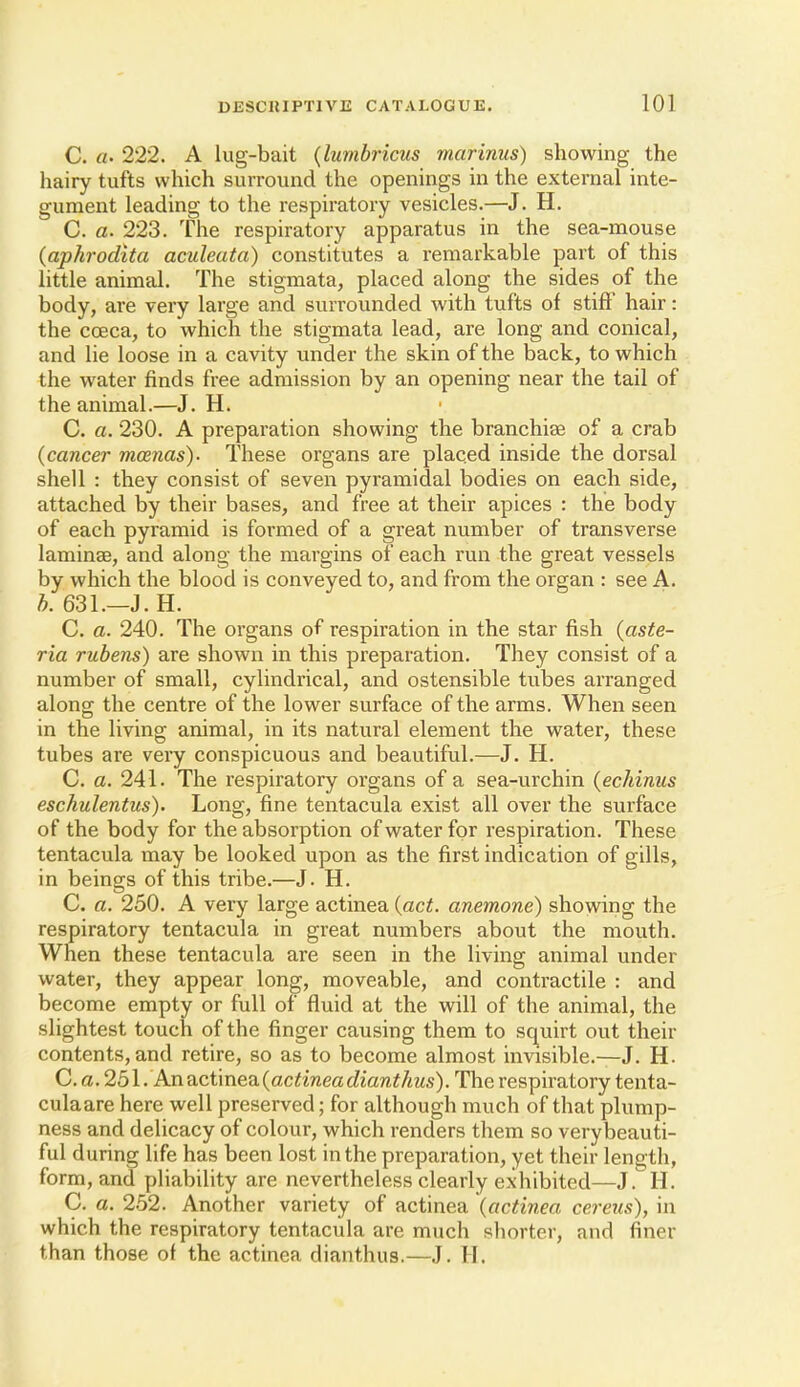 C. a. 222. A lug-bait {lumbricus mar inns) showing the hairy tufts which surround the openings in the external inte- gument leading to the respiratory vesicles.—J. H. C. a. 223. The respiratory apparatus in the sea-mouse {aphrodita aculeuta) constitutes a remarkable part of this little animal. The stigmata, placed along the sides of the body, are very large and surrounded with tufts of stiff hair: the coeca, to which the stigmata lead, are long and conical, and lie loose in a cavity under the skin of the back, to which the water finds free admission by an opening near the tail of the animal.—J. H. C. a. 230. A preparation showing the branchiae of a crab {cancer moenas)- These organs are placed inside the dorsal shell : they consist of seven pyramidal bodies on each side, attached by their bases, and free at their apices : the body of each pyramid is formed of a great number of transverse laminae, and along the margins of each run the great vessels by which the blood is conveyed to, and from the organ : see A. A. 631.—J. H. C. a. 240. The organs of respiration in the star fish {aste- ria rubens) are shown in this preparation. They consist of a number of small, cylindrical, and ostensible tubes arranged along the centre of the lower surface of the arms. When seen in the living animal, in its natural element the water, these tubes are very conspicuous and beautiful.—J. H. C. a. 241. The respiratory organs of a sea-urchin {echinus eschulentus). Long, fine tentacula exist all over the surface of the body for the absorption of water for respiration. These tentacula may be looked upon as the first indication of gills, in beings of this tribe.—J. H. C. a. 250. A very large actinea {act. anemone) showing the respiratory tentacula in great numbers about the mouth. When these tentacula are seen in the living animal under water, they appear long, moveable, and contractile : and become empty or full of fluid at the will of the animal, the slightest touch of the finger causing them to squirt out their contents, and retire, so as to become almost invisible.—J. H. C. a. 25l. Aniict\nea.{actineadianthus). The respiratory tenta- culaare here well preserved; for although much of that plump- ness and delicacy of colour, which renders them so verybeauti- ful during life has been lost in the preparation, yet their length, form, and pliability are nevertheless clearly exhibited—J. H. C. a. 252. Another variety of actinea {actinea cerens), in which the respiratory tentacula are much shorter, and finer than those of the actinea dianthus.—J. H.