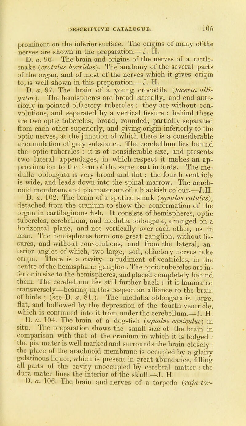 prominent on the inferior surface. The origins of many of the nerves are shown in the preparation.—J. H. D. a. 96. The brain and origins of the nerves of a rattle- snake {crotalus horridus). The anatomy of the several parts of the organ, and of most of the nerves which it gives origin to, is well shown in this preparation.—J. H. D. a. 97. The brain of a young crocodile {lacerta alli- gator). The hemispheres are broad laterally, and end ante- riorly in pointed olfactory tubercles : they are without con- volutions, and separated by a vertical fissure : behind these are two optic tubercles, broad, rounded, partially separated from each other superiorly, and giving origin inferiorly to the optic nerves, at the junction of which there is a considerable accumulation of grey substance. The cerebellum lies behind the optic tubercles : it is of considerable size, and presents two lateral appendages, in which respect it makes an ap- proximation to the form of the same part in birds. The me- dulla oblongata is very broad and flat : the fourth ventricle is wide, and leads down into the spmal marrow. The arach- noid membrane and pia mater are of a blackish colour.—J.H, D. a. 102. The brain of a spotted shark {squalus catulus), detached from the cranium to show the conformation of the organ in cartilaginous fish. It consists of hemispheres, optic tubercles, cerebellum, and medulla oblongata, arranged on a horizontal plane, and not vertically over each other, as in man. The hemispheres form one great ganglion, without fis- sures, and without convolutions, and from the lateral, an- terior angles of which, two large, soft, olfactory nerves take origin. There is a cavity—a rudiment of ventricles, in the centre of the hemispheric ganglion. The optic tubercles are in- ferior in size to the hemispheres, and placed completely behind them. The cerebellum lies still further back : it is laminated transversely—bearing in this respect an alliance to the brain of birds ; (see D. a. 81.). The medulla oblongata is large, flat, and hollowed by the depression of the fourth ventricle, which is continued into it from under the cerebellum.—J, H. D. a. 104. The brain of a dog-fish {squalus caniculus) in situ. The preparation shows the small size of the brain in comparison with that of the cranium hi which it is lodged : the pia mater is well marked and surrounds the brain closely : the place of the arachnoid membrane is occupied by a glairy gelatinous liquor, which is present in great abundance, filling all parts of the cavity unoccupied by cerebral matter : the dura mater lines the interior of the skull.—J. H. D. a. 106. The brain and nerves of a torpedo (raja tor-