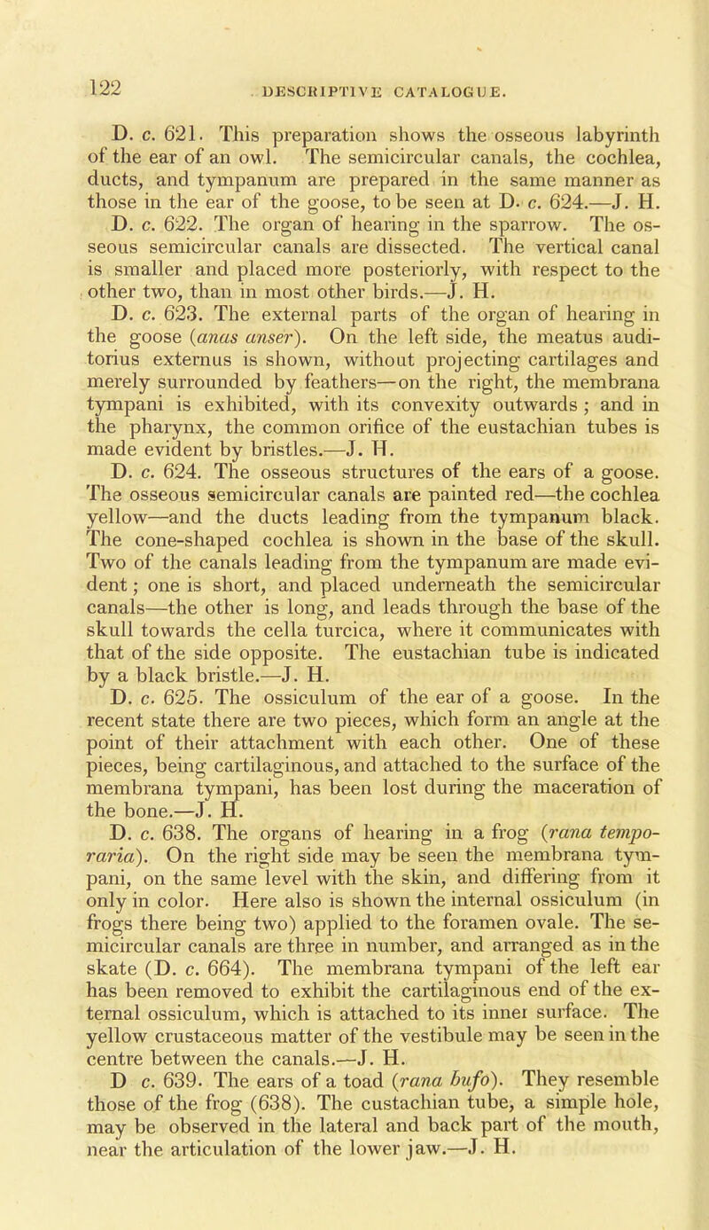 D. c. 621. This preparation shows the osseous labyrinth of the ear of an owl. The semicircular canals, the cochlea, ducts, and tympanum are prepared in the same manner as those in the ear of the goose, to be seen at D. c. 624.—J. H. D. c. 622. The organ of hearing in the sparrow. The os- seous semicircular canals are dissected. The vertical canal is smaller and placed more posteriorly, with respect to the other two, than in most other birds.—J. H. D. c. 623. The external parts of the organ of hearing in the goose {anas anser). On the left side, the meatus audi- torius externus is shown, without projecting cartilages and merely surrounded by feathers—on the right, the membrana tympani is exhibited, with its convexity outwards ; and in the pharynx, the common orifice of the eustachian tubes is made evident by bristles.—J. H. D. c. 624. The osseous structures of the ears of a goose. The osseous semicircular canals are painted red—the cochlea yellow—and the ducts leading from the tympanum black. The cone-shaped cochlea is showm in the base of the skull. Two of the canals leading from the tympanum are made evi- dent ; one is short, and placed underneath the semicircular canals—the other is long, and leads through the base of the skull towards the cella turcica, where it communicates with that of the side opposite. The eustachian tube is indicated by a black bristle.—J. H. D. c. 625. The ossiculum of the ear of a goose. In the recent state there are two pieces, which form an angle at the point of their attachment with each other. One of these pieces, being cartilaginous, and attached to the surface of the membrana tympani, has been lost during the maceration of the bone,—J. H. D. c. 638. The organs of hearing in a frog {rana tempo- raria). On the right side may be seen the membrana tym- pani, on the same level with the skin, and differing from it only in color. Here also is shown the internal ossiculum (in frogs there being two) applied to the foramen ovale. The se- micircular canals are three in number, and arranged as in the skate (D. c. 664). The membrana tympani of the left ear has been removed to exhibit the cartilaginous end of the ex- ternal ossiculum, which is attached to its inner surface. The yellow crustaceous matter of the vestibule may be seen in the centre between the canals.—J. H. D c. 639. The ears of a toad (rana bufo). They resemble those of the frog (638). The eustachian tube, a simple hole, may be observed in the lateral and back part of the mouth, near the articulation of the lower jaw.—J. H.