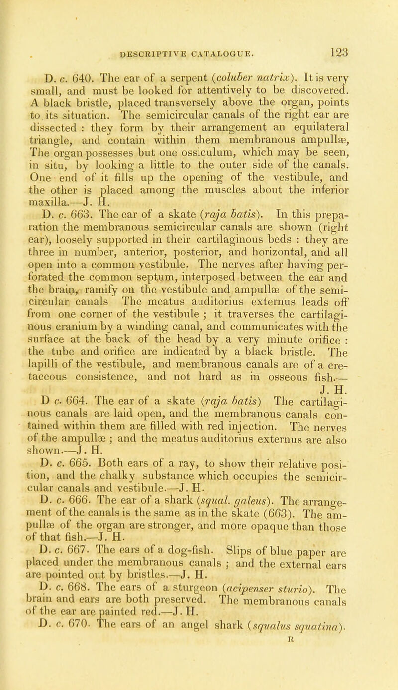 D. c. 640. The ear of a serpent (coluber natrix). It is very small, and must be looked for attentively to be discovered. A black bristle, placed transversely above the organ, points to its situation. The semicircular canals of the right ear are dissected : they form by their arrangement an equilateral triangle, and contain within them membranous ampullae. The organ possesses but one ossiculum, which may be seen, in situ, by looking a little to the outer side of the canals. One end of it fills up the opening of the vestibule, and the other is placed among the muscles about the inferior maxilla.—J. H. D. c. 663. The ear of a skate {raja batis). In this prepa- ration the membranous semicircular canals are shown (right ear), loosely supported in their cartilaginous beds : they are three in number, anterior, posterior, and horizontal, and all open into a common vestibule. The nerves after having per- forated the common septum, interposed between the ear and the brain, ramify on the vestibule and ampullse of the semi- circular canals The meatus auditorius externus leads off from one corner of the vestibule ; it traverses the cartilagi- nous cranium by a winding canal, and communicates with the surface at the back of the head by a very minute orifice : the tube and orifice are indicated by a black bristle. The lapilli of the vestibule, and membranous canals are of a cre- taceous consistence, and not hard as in osseous fish.— J. H. D c. 664. The ear of a skate {raja batis) The cartilagi- nous canals are laid open, and the membranous canals con- tained within them are filled with red injection. The nerves of the ampullae ; and the meatus auditorius externus are also shown.—J. H. D. c. 665. Both ears of a ray, to show their relative posi- tion, and the chalky substance which occupies the semicir- cular canals and vestibule.—J. H. D. c. 666. The ear of a shark {sqiial. galeus). The arrange- ment of the canals is the same as in the skate (663). The am- pullae of the organ are stronger, and more opaque than those of that fish.—J. H. D. c. 667. The ears of a dog-fish. Slips of blue paper are placed under the membranous canals ; and the external ears are pointed out by bristles.—J. H. D. c. 668. The ears of a sturgeon {acipenser sturio). The brain and ears are both preserved. The membranous canals of the ear are painted red.—J. H. D. c. 670. The ears of an angel shark {sqnahis srjuativa). u