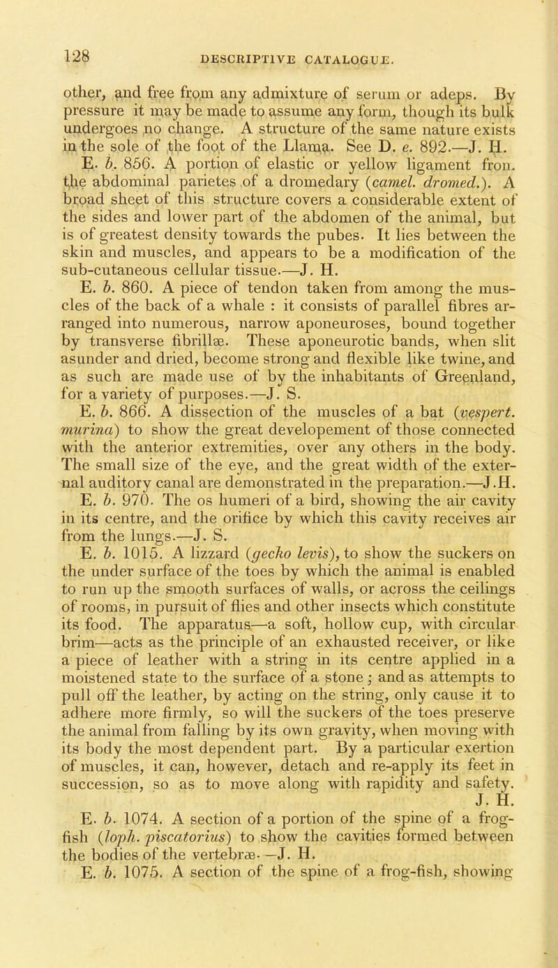 other, and free fro.m any admixture of serum or adeps. By pressure it may be made to assume any form, though its bulk undergoes no change. A structure of the same nature exists ijo. the sole of ,the foot of the Llamg.. See D. e. 892.—J. li. E. b. 856. A portion of elastic or yellow Hgament fron. tjhe abdominal parietes of a dromedary {camel, dromed.). A broad sheet of this structure covers a considerable extent of the sides and lower part of the abdomen of the animal, but is of greatest density towards the pubes. It lies between the skin and muscles, and appears to be a modification of the sub-cutaneous cellular tissue.—J. H. E. h. 860. A piece of tendon taken from among the mus- cles of the back of a whale : it consists of parallel fibres ar- ranged into numerous, narrow aponeuroses, bound together by transverse fibrillae. These aponeurotic bands, when slit asunder and dried, become strong and flexible like twine, and as such are made use of by the inhabitants of Gre^^land, for a variety of purposes.—J. S. E. h. 866. A dissection of the muscles of a bat (vespert. murina) to show the great developement of those connected with the anterior extremities, over any others in the body. The small size of the eye, and the great width of the exter- ^lal auditory canal are demonstrated in the preparation.—J.H. E. b. 970. The os humeri of a bird, showing the air cavity in its centre, and the orifice by which this cavity receives air from the lungs.—J. S. E. b. 1015. A lizzard (gecko levis), to show the suckers on the under surface of the toes by which the animal is enabled to run up the smooth surfaces of walls, or across the ceilings of rooms, in pursuit of flies and other insects which constitute its food. The apparatus—a soft, hollow cup, with circular brim—acts as the principle of an exhausted receiver, or like a piece of leather with a string in its centre applied in a moistened state to the surface of a stone ; and as attempts to pull ofi the leather, by acting on the string, only cause it to adhere more firmly, so will the suckers of the toes preserve the animal from falling by its own gravity, when moving with its body the most dependent part. By a particular exertion of muscles, it can, however, detach and re-apply its feet in succession, so as to move along with rapidity and safety. J. H. E. b. 1074. A section of a portion of the spine of a frog- fish {loph. piscatorius) to show the cavities formed between the bodies of the vertebrae. —J. H. E. b. 1075. A section of the spine of a frog-fish, showing