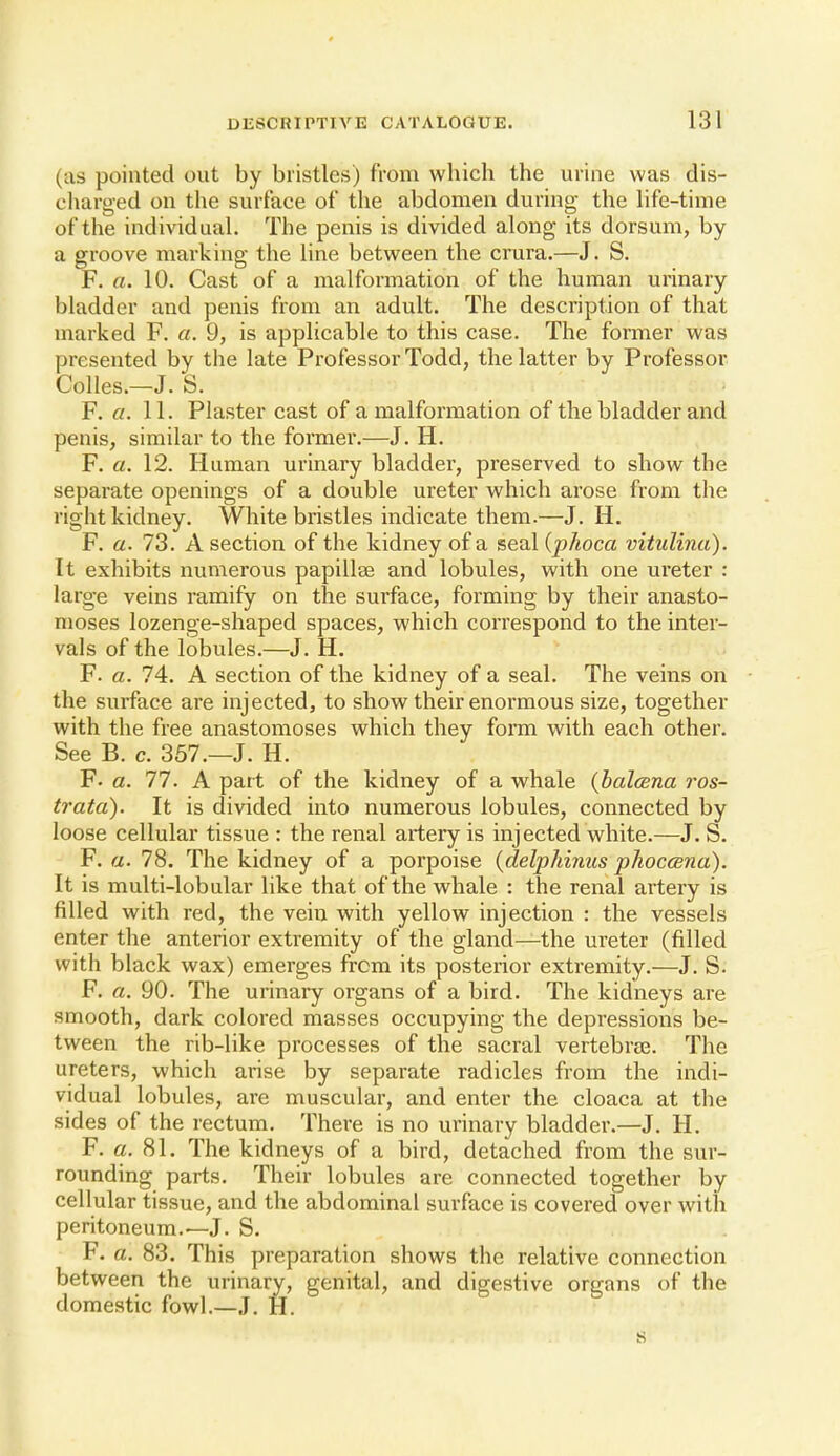 (as pointed out by bristles) from which the urine was dis- charged on the surface of the abdomen during the life-time of the individual. The penis is divided along its dorsum, by a groove marking the line between the crura.—J. S. F. a. 10. Cast of a malformation of the human urinary bladder and penis from an adult. The description of that marked F. a. 9, is applicable to this case. The former was presented by the late Professor Todd, the latter by Professor CoUes.—J. S. F. a. 11. Plaster cast of a malformation of the bladder and penis, similar to the former.—J. H. F. a. 12. Human urinary bladder, preserved to show the separate openings of a double ureter which arose from the right kidney. White bristles indicate them.—J. H. F. a. 73. A section of the kidney of a seal (pkoca vitulina). It exhibits numerous papillae and lobules, with one ureter : large veins ramify on the surface, forming by their anasto- moses lozenge-shaped spaces, which correspond to the inter- vals of the lobules.—J. H. F. a. 74. A section of the kidney of a seal. The veins on the surface are injected, to show their enormous size, together with the free anastomoses which they form with each other. See B. c. 357.—J. H. F. a. 77. A part of the kidney of a whale (balosna ros- trata). It is divided into numerous lobules, connected by loose cellular tissue : the renal artery is injected white.—J. S. F. a. 78. The kidney of a porpoise {delphinus phoccBna). It is multi-lobular like that of the whale : the renal artery is filled with red, the vein with yellow injection : the vessels enter the anterior extremity of the gland—the ureter (filled with black wax) emerges from its posterior extremity.—J. S. F. a. 90. The urinary organs of a bird. The kidneys are smooth, dark colored masses occupying the depressions be- tween the rib-like processes of the sacral vertebrae. The ureters, which arise by separate radicles from the indi- vidual lobules, are muscular, and enter the cloaca at the sides of the rectum. There is no urinary bladder.—J. H. F. a. 81. The kidneys of a bird, detached from the sur- rounding parts. Their lobules are connected together by cellular tissue, and the abdominal surface is covered over with peritoneum.—J. S, F. a. 83. This preparation shows the relative connection between the urinary, genital, and digestive organs of the domestic fowl.—J. H.