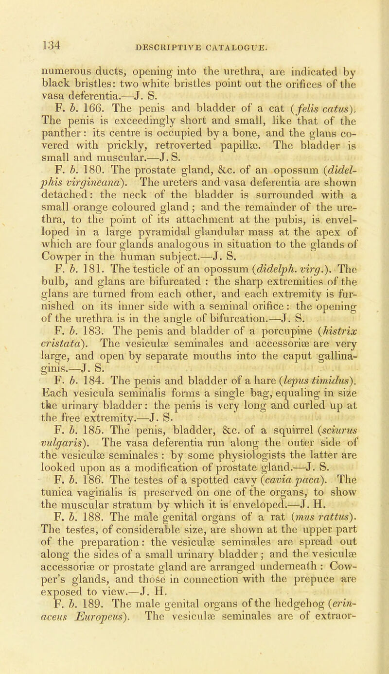 numerous ducts, opening into the urethra, are indicated by- black bristles: two white bristles point out the orifices of the vasa deferentia.—J. S. F. h. 166. The penis and bladder of a cat {felis catus). The penis is exceedingly short and small, like that of the panther: its centre is occupied by a bone, and the glans co- vered with prickly, retroverted papillae. The bladder is small and muscular.—J. S. F. h. 180. The prostate gland, &c. of an opossum {didel- phis virgineana). The ureters and vasa deferentia are shown detached: the neck of the bladder is surrounded with a small orange coloured gland; and the remainder of the ure- thra, to the point of its attachment at the pubis, is envel- loped in a large pyramidal glandular mass at the apex of which are four glands analogous in situation to the glands of Cowper in the human subject.—J. S. F. b. 181. The testicle of an opossum {didelph. virg.). The bulb, and glans are bifurcated : the sharp extremities of the glans are turned from each other, and each extremity is fur- nished on its inner side with a seminal orifice: the opening of the urethra is in the angle of bifurcation.—J. S. F. h. 183. The penis and bladder of a porcupine {hisfrix cristata). The vesiculse seminales and accessoi'ise are very large, and open by separate mouths into the caput gallina- ginis.—J. S. F. b. 184. The penis and bladder of a hare {lepus timidus). Each vesicula seminalis fonus a single bag, equaling in size the urinary bladder: the penis is very long and curled up at the free extremity.—J. S. F. b. 185. The penis, bladder, &c. of a squirrel (sciurus vulgaris). The vasa deferentia run along the outer side of the vesiculse seminales : by some physiologists the latter are looked upon as a modification of prostate gland.—J. S. F. b. 186. The testes of a spotted cavy {cavia paca). The tunica vaginalis is preserved on one of the organs, to show the muscular stratum by which it is enveloped.—J. H. F. b. 188. The male genital organs of a rat {mus rattus). The testes, of considerable size, are shown at the upper part of the preparation: the vesiculee seminales are spread out along the sides of a small urinary bladder; and the vesiculee accessoriBe or prostate gland are arranged underneath : Cow- per's glands, and those in connection with the prepuce are exposed to view.—J. H. F. b. 189. The male genital organs of the hedgehog {erin- aceiis Europeus). The vesiculae seminales are of extraor-