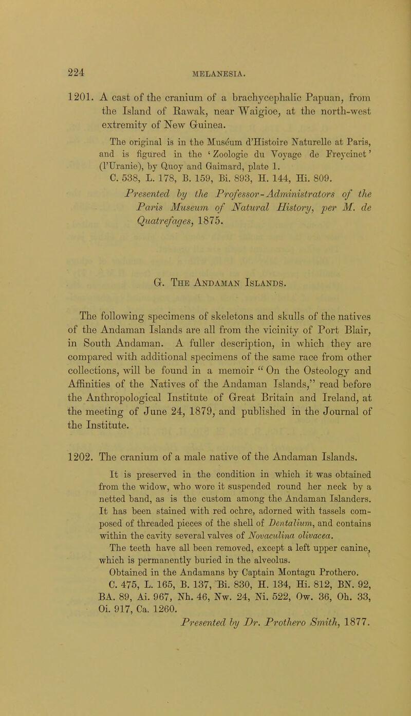1201. A cast of the cranium of a brachyccphalic Papuan, from the Island of Rawak, near Waigioo, at the north-west extremity of New Guinea. The original is in the Museum d'Histoire Naturelle at Paris, and is figured in the ' Zoologio du Voyage de Freycinot' (I'llranie), by Quoy and Gaimard, plate 1. C. 538, L. 178, B. 159, Bi. 893, H. 144, Hi. 809. Presented hy the Professor-Adininistrators of the Pans Museum of Natural History, per M. de Quatrefages, 1875. G. The Aj^daman Islands. The following specimens of skeletons and skulls of the natives of the Andaman Islands are all from the vicinity of Port Blair, in South Andaman. A fuller description, in which they are compared wath additional specimens of the same race from other collections, will be found in a memoir  On the Osteology and Affinities of the Natives of the Andaman Islands, read before the Anthropological Institute of Great Britain and Ireland, at the meeting of June 24, 1879, and published in the Journal of the Institute. 1202. The cranium of a male native of the Andaman Islands. It is preserved in the condition in which it was obtained from the widow, who wore it suspended round her neck by a netted band, as is the custom among the Andaman Islanders. It has been stained with red ochre, adorned with tassels com- posed of threaded pieces of the shell of Dentalium, and contains within the cavity several valves of Novaculina olivacea. The teeth have all been removed, except a left upper canine^ which is permanently buried in the alveolus. Obtained in the Andamans by Captain Montagu Prothero. C. 475, L. 165, B. 187, 'Bi. 830, H. 134, Hi. 812, BN. 92, BA. 89, Ai. 967, Nh. 46, Nw. 24, Ni. 522, Ow. 36, Oh. 33, Oi. 917, Ca. 1260. Presented by Dr. Prothero Smith, 1877.