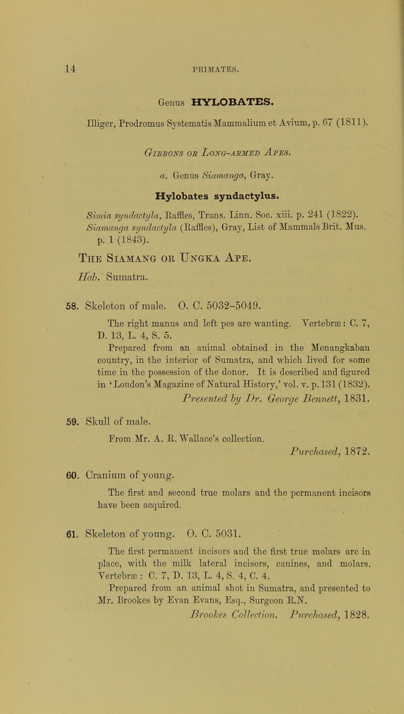 Genus HYLOBATES. Illiger, Prodromus Systematis Mammalium et Avium, p. 67 (1811). Gibbons or Long-aemed Apes. a. Genus Siamanga, Gray. Hylobates syndactylus. Svmia syndactyla, Eaffles, Trans. Linn. Soc. xiii. p. 241 (1822). Siamanga syndactyla (Baffles), Gray, List of Mammals Brit. Mus. p. 1 (1843). The Siamang or Ungea Ape. Hob. Sumatra. 58. Skeleton of male. 0. C. 5032-5049. The right manus and left pes are wanting. Vertebrae : C. 7, D. 13, L. 4, S. 5. Prepared from an animal obtained in the Menangkabau country, in the interior of Sumatra, and which lived for some time in the possession of the donor. It is described and figured in 'Loudon's Magazine of Natural History,' vol. v. p. 131 (1832). Presented by Dr. George Bennett, 1831. 59. Skull of male. Prom Mr. A. E. Wallace's collection. Purchased, 1872. 60. Cranium of young. The first and second true molars and the permanent incisors have been acquired. 61. Skeleton of young. 0. C. 5031. The first permanent incisors and the first true molars are in place, with the milk lateral incisors, canines, and molars. Vertebra}: C. 7, D. 13, L. 4, S. 4, C. 4. Prepared from an animal shot in Sumatra, and presented to Mr. Brookes by Evan Evans, Esq., Surgeon R.N. Brookes Collection. Purchased, 1828.