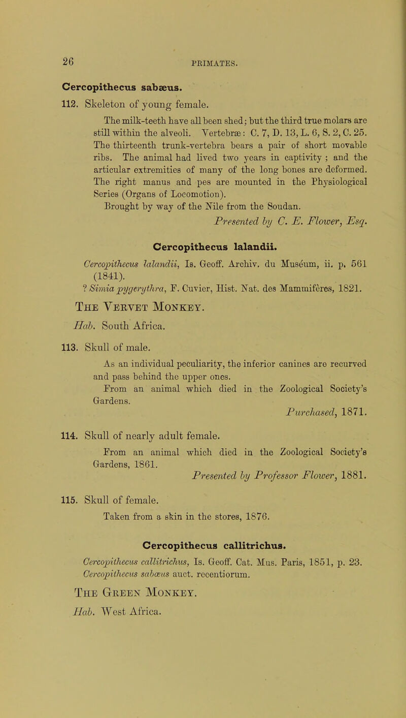 Cercopithecus sabseus. 112. Skeleton of young female. The milk-teeth have all been shed; but the third true molars are still within the alveoli. Vertebra: C. 7, D. 13, L. 6, S. 2, C. 25. The thirteenth trunk-vertebra bears a pair of short movable ribs. The animal had lived two years in captivity ; and the articular extremities of many of the long bones are deformed. The right manus and pes are mounted in the Physiological Series (Organs of Locomotion). Brought by way of the Nile from the Soudan. Presented by C. E. Flower, Esq. Cercopithecus lalandii. Cercopithecus lalandii, Is. Geoff. Archiv. du Museum, ii. p, 561 (1841). ? Simia pygerythra, F. Cuvier, Hist. Nat. des Mammiferes, 1821. The Vervet Monkey. Hab. South Africa. 113. Skull of male. As an individual peculiarity, the inferior canines aro recurved and pass behind the upper ones. Prom an animal which died in the Zoological Society's Gardens. Purchased, 1871. 114. Skull of nearly adult female. From an animal which died in the Zoological Society's Gardens, 1861. Presented by Professoi' Flower, 1881. 115. Skull of female. Taken from a skin in the stores, 1876. Cercopithecus callitrichus. Cercopithecus callitrichus, Is. Geoff. Cat. Mus. Paris, 1851, p. 23. Cercopithecus sabceus auct. rccentiorum. The Giieen Monkey.