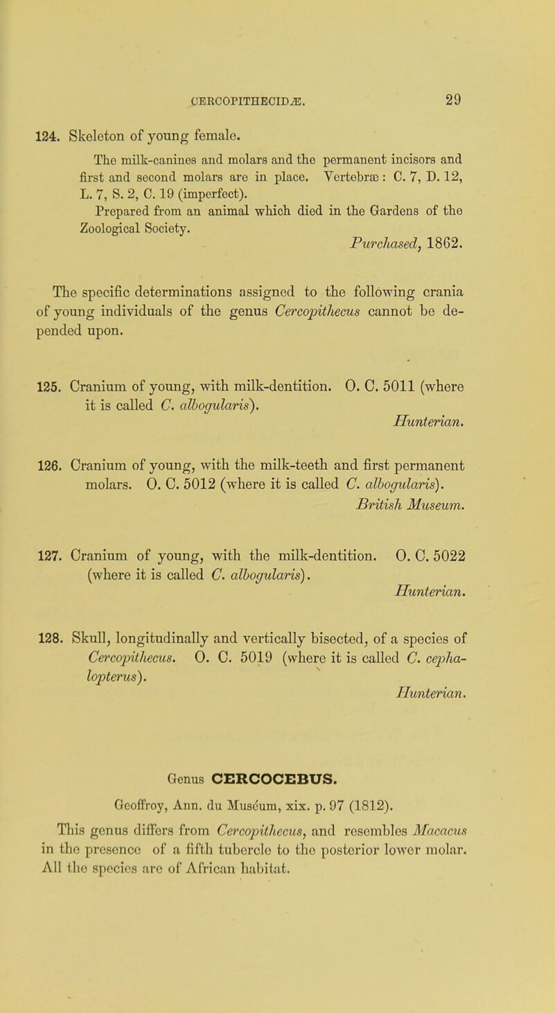 124. Skeleton of young female. The milk-canines and molars and the permanent incisors and first and second molars are in place. Vertebra): C. 7, D. 12, L. 7, S. 2, C. 19 (imperfect). Prepared from an animal which died in the Gardens of the Zoological Society. Purchased, 1862. The specific determinations assigned to the following crania of young individuals of the genus Cercopithecus cannot be de- pended upon. 125. Cranium of young, with milk-dentition. 0. C. 5011 (where it is called C. albogularis). Hunterian. 126. Cranium of young, with the milk-teeth and first permanent molars. 0. C. 5012 (where it is called C. albogularis). British Museum. 127. Cranium of young, with the milk-dentition. 0. C. 5022 (where it is called C. albogularis). Hunterian. 128. Skull, longitudinally and vertically bisected, of a species of Cercopithecus. 0. C. 5019 (where it is called C. cepha- lopterus). Hunterian. Genus CERCOCEBUS. Geoffrey, Ann. du Museum, xix. p. 97 (1812). This genus differs from Cercopithecus, and resembles Macacus in tho presence of a fifth tubercle to the posterior lower molar. All the species are of African habitat.