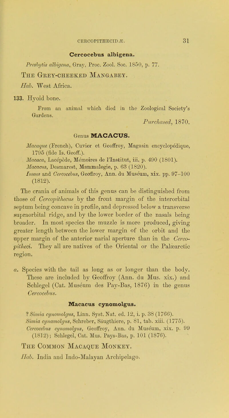 Cercocebus albigena. Presbytia albigena, Gray, Proc. Zool. Soc. 1850, p. 77. The Grey-cheeked Mangabey. Hob. West Africa. 133. Hyoid bone. From an animal which died in the Zoological Society's Gardens. Purchased, 1870. Genus MACACUS. Macaque (French), Cuvier et Geoffroy, Magasin encyclopedique, 1795 (fide Is. Geoff.). Macaca, Lacepede, Memoires de l'lnstitut, iii. p. 490 (1801). Macacus, Desmarest, Mammalogie, p. 63 (1820). Inuus and Cercocebus, Geoffroy, Ann. du Museum, xix. pp. 97-100 (1812). The crania of animals of this genus can be distinguished from those of Cercopithecus by the front margin of the interorbital septum being concave in profile, and depressed below a transverse supraorbital ridge, and by the lower border of the nasals being broader. In most species the muzzle is more produced, giving greater length between the lower margin of the orbit and the upper margin of the anterior narial aperture than in the Cerco- pitheci. They all are natives of the Oriental or the Palasarctic region. a. Species with the tail as long as or longer than the body. These are included by Geoffroy (Ann. du Mus. xix.) and Schlegel (Cat. Museum des Pay-Bas, 1876) in the genus Cercocebus. Macacus cynomolgus. ? Simia cynomolgus, Linn. Syst. Nat. ed. 12, i. p. 38 (1766). Simia cynamolgus, Schrcber, Siiugthiere, p. 81, tab. xiii. (1775). Cercocebus cynomolgus, Geoffroy, Ann. du Museum, xix. p. 99 (1812); Schlegel, Cat. Mus. Pays-Bas, p. 101 (1876). The Common Macaque Monkey. 11!). India and Indo-Malayan Archipelago.