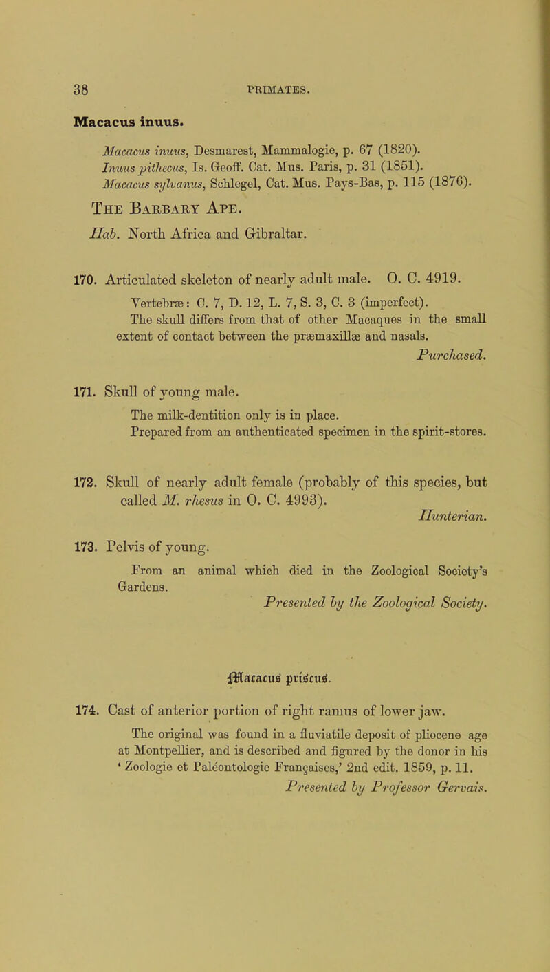 Macacus inuus. Macacus inuus, Desmarest, Mammalogie, p. 67 (1820). Inuus pithecus, Is. Geoff. Cat. Mus. Paris, p. 31 (1851). Macacus sylvanus, Schlegel, Cat. Mus. Pays-Bas, p. 115 (1876). The Barbary Ape. Hab. North Africa and Gibraltar. 170. Articulated skeleton of nearly adult male. 0. C. 4919. Vertebras: C. 7, D. 12, L. 7, S. 3, C. 3 (imperfect). The skull differs from that of other Macaques iu the small extent of contact between the praemaxilla? and nasals. Purchased. 171. Skull of young male. The milk-dentition only is in place. Prepared from an authenticated specimen in the spirit-stores. 172. Skull of nearly adult female (probably of this species, but called M. rhesus in 0. C. 4993). Hunterian. 173. Pelvis of young. Prom an animal which died in the Zoological Society's Gardens. Presented by the Zoological Society. ffllacacws pvtecua. 174. Cast of anterior portion of right ramus of lower jaw. The original was found in a fluviatile deposit of pliocene age at Montpellier, and is described and figured by the donor in his * Zoologie et Paleontologie Franchises,' 2nd edit. 1859, p. 11. Presented by Professor Gervais.