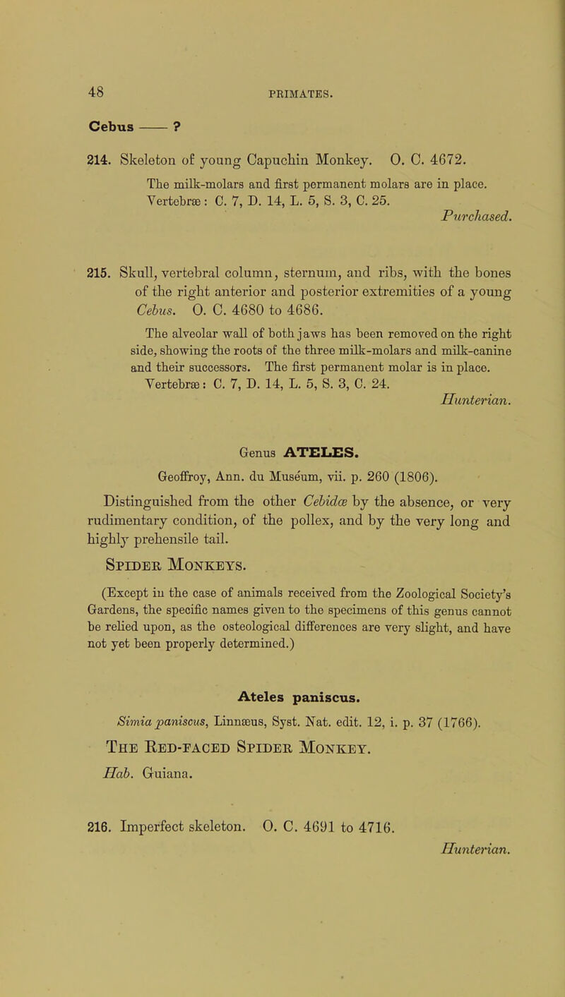 Cebus ? 214. Skeleton o£ young Capuchin Monkey. 0. 0. 4672. The milk-molars and first permanent molars are in place. Vertebra: C. 7, D. 14, L. 5, S. 3, C. 25. Purchased. 215. Skull, vertebral column, sternum, and ribs, with the bones of the right anterior and posterior extremities of a young Cebus. 0. C. 4680 to 4686. The alveolar wall of both jaws has been removed on the right side, showing the roots of the three milk-molars and milk-canine and their successors. The first permanent molar is in place. Vertebra: C. 7, D. 14, L. 5, S. 3, C. 24. Hunterian. Genus ATELES. Geoffrey, Ann. du Museum, vii. p. 260 (1806). Distinguished from the other Cebidce by the absence, or very rudimentary condition, of the pollex, and by the very long and highly prehensile tail. Spider Monkeys. (Except in the case of animals received from the Zoological Society's Gardens, the specific names given to the specimens of this genus cannot be relied upon, as the osteological differences are very slight, and have not yet been properly determined.) Ateles paniscus. Simia paniscus, Linnaeus, Syst. Nat. edit. 12, i. p. 37 (1766). The Ked-eaced Spider Monkey. Hob. Guiana. 216. Imperfect skeleton. 0. C. 4691 to 4716. Hunterian.