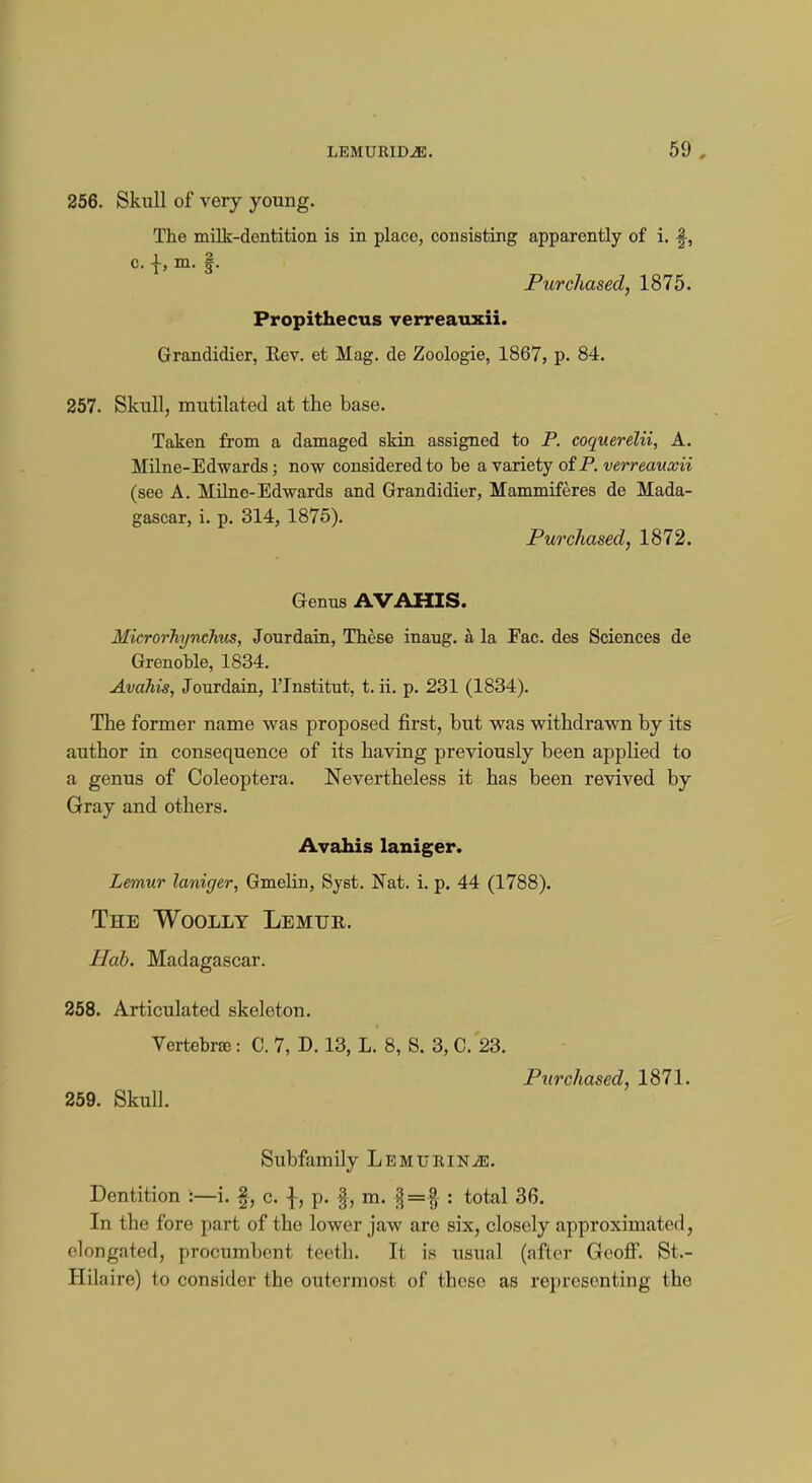 256. Skull of very young. The milk-dentition is in place, consisting apparently of i. f, c. {, m. |. Purchased, 1875. Propithecus verreauxii. Grandidier, Rev. et Mag. de Zoologie, 1867, p. 84. 257. Skull, mutilated at the base. Taken from a damaged skin assigned to P. coquerelii, A. Milne-Edwards; now considered to be a variety of P. verreauxii (see A. Milne-Edwards and Grandidier, Mammiferes de Mada- gascar, i. p. 314, 1875). Purchased, 1872. Genus AVAHIS. MicrorTiynchus, Jourdain, These inaug. a la Fac. des Sciences de Grenohle, 1834. Avahis, Jourdain, l'Institut, t. ii. p. 231 (1834). The former name was proposed first, but was withdrawn by its author in consequence of its having previously been applied to a genus of Coleoptera. Nevertheless it has been revived by Gray and others. Avahis laniger. Lemur laniger, Gmelin, Syst. Nat. i. p. 44 (1788). The Woolly Lemur. Hab. Madagascar. 258. Articulated skeleton. Vertebra : C. 7, D. 13, L. 8, S. 3, C. 23. Purchased, 1871. 259. Skull. Subfamily Lemurin^e. Dentition :—i. §, c. \, p. |, m. |=| : total 36. In the fore part of the lower jaw are six, closely approximated, elongated, procumbent teeth. It is usual (after Geoff. St.- Hilaire) to consider the outermost of these as representing the