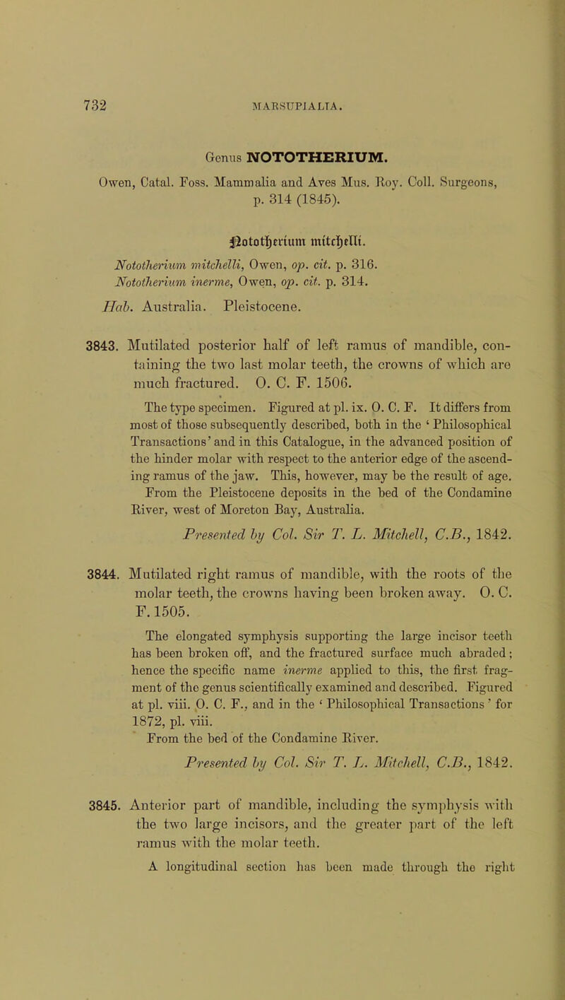 Gonus NOTOTHERIUM. Owen, Catal. Foss. Mammalia and Aves Mus. Hoy. Coll. Surgeons, p. 314 (1845). jlototijmum mttcftellt. Nototherium mitchelli, Owen, op. cit. p. 316. Nototherium inerme, Owen, op. cit. p. 314. Hub. Australia. Pleistocene. 3843. Mutilated posterior half of left ramus of mandible, con- taining the two last molar teeth, the crowns of which are much fractured. 0. C. F. 1506. The type specimen. Figured at pi. ix. 0. C. F. It differs from most of those subsequently described, both in the ' Philosophical Transactions' and in this Catalogue, in the advanced position of the hinder molar with respect to the anterior edge of the ascend- ing ramus of the jaw. This, however, may be the result of age. From the Pleistocene deposits in the bed of the Condamine River, west of Moreton Bay, Australia. Presented by Col. Sir T. L. Mitchell, C.B., 1842. 3844. Mutilated right ramus of mandible, with the roots of the molar teeth, the crowns having been broken away. 0. C. F.1505. The elongated symphysis supporting the large incisor teeth has been broken off, and the fractured surface much abraded; hence the specific name inerme applied to this, the first frag- ment of the genus scientifically examined and described. Figured at pi. viii. 0. C. F., and in the ' Philosophical Transactions ' for 1872, pi. viii. From the bed of the Condamine River. Presented by Col. Sir T. L. Mitchell, C.B., 1842. 3845. Anterior part of mandible, including the symphysis with the two large incisors, and the greater part of the left ramus with the molar teeth. A longitudinal section has been made through the right