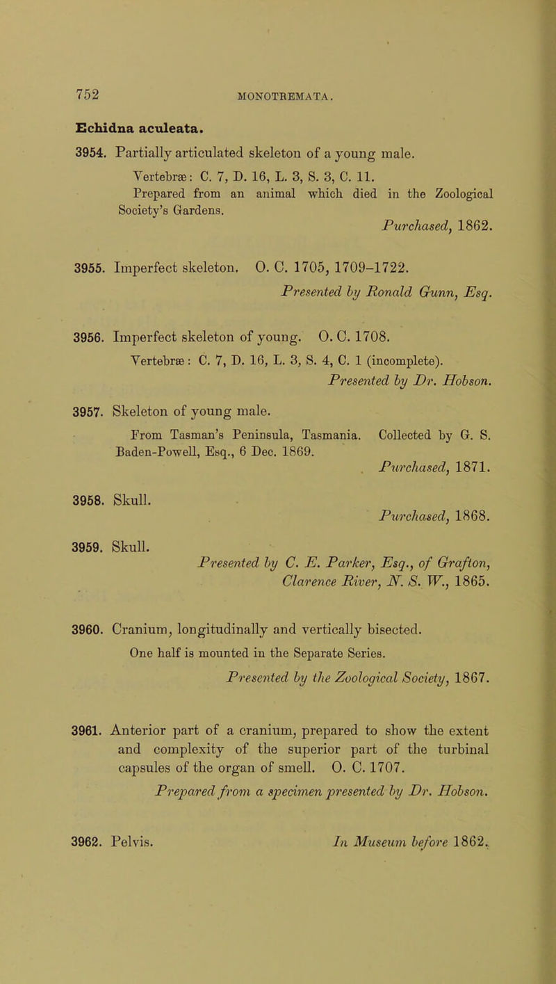 Echidna aculeata. 3954. Partially articulated skeleton of a young male. Vertebra: C. 7, D. 16, L. 3, S. 3, C. 11. Prepared from an animal which died in the Zoological Society's Gardens. Purchased, 1862. 3955. Imperfect skeleton. 0. C. 1705, 1709-1722. Presented by Ronald Gunn, Esq. 3956. Imperfect skeleton of young. 0. C. 1708. Vertebra?: C. 7, D. 16, L. 3, S. 4, C. 1 (incomplete). Presented by Dr. Hobson. 3957. Skeleton of young male. Prom Tasman's Peninsula, Tasmania. Collected by G. S. Baden-Powell, Esq., 6 Dec. 1869. Purchased, 1871. 3958. Skull. Purchased, 1868. 3959. Skull. Presented by C. E. Parker, Esq., of Grafton, Clarence River, N. S. W., 1865. 3960. Cranium, longitudinally and vertically bisected. One half is mounted in the Separate Series. Presented by the Zoological Society, 1867. 3961. Anterior part of a cranium, prepared to show the extent and complexity of the superior part of the turbinal capsules of the organ of smell. 0. C. 1707. Prepared from a specimen presented by Dr. Hobson.