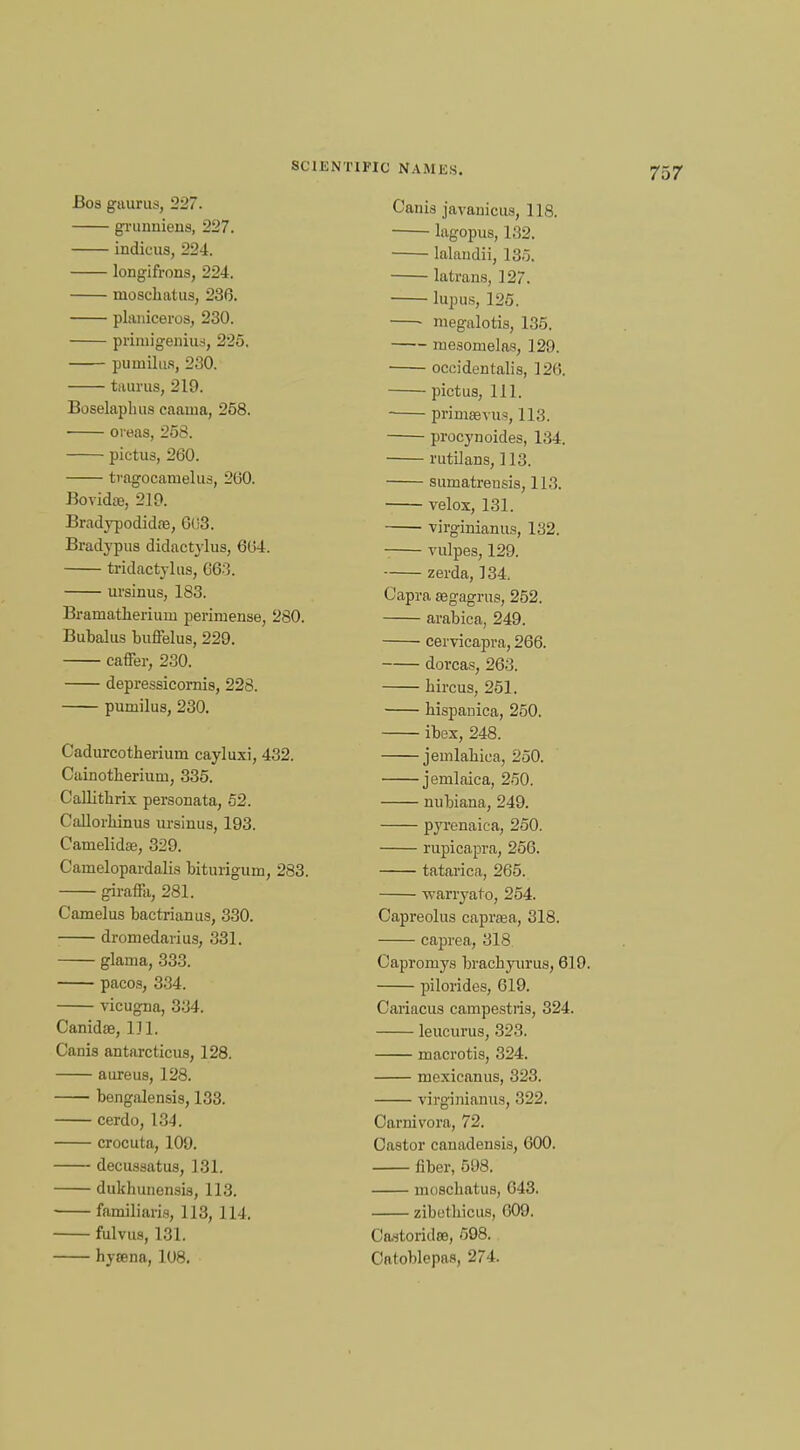 Bos gaurus, 227. grunniens, 227. indicua, 224. longifrons, 224. moschatus, 236. planiceros, 230. priniigenius, 225. pumilus, 230. taurus, 210. Boselapluis caama, 258. oreas, 258. pictus, 260. ti-agocamelus, 260. Bovidse, 210. Bradypodidne, 6(i3. Bradypua didactylus, 664. tridactylus, 663. ursinus, 183. Bramatheriuin perimense, 280. Bubalus buffelus, 220. caffer, 230. depressicornis, 228. pumilus, 230. Cadurcotherium cayluxi, 432. Cainotherium, 335. Callithrix personata, 52. Callorhinua ursinus, 103. Camelidte, 320. Cainelopardalis bituriguin, 283. giraffa, 281. Camel us bactrianus, 330. dromedarius, 331. glama, 333. pacos, 334. vicugna, 334. Canidae, 111. Cania antarcticua, 128. aureua, 128. bengalensis, 133. cerdo, 134. crocuta, 100. decusaatua, 131. dukhunensis, 113. ■ familiaris, 113, 114. fulvua, 131. byrena, 108. Cania javauicua, 118. lagopus, 132. lalandii, 135. latrans, 127. ■ lupus, 125. ■ niegalotis, 135. rneaornelas, 129. occidentalia, 126. pictus, 111. primsBTua, 113. procynoides, 134. rutilana, 113. sumatreusis, 113. velox, 131. virginianus, 132. vulpes, 129. zerda, 134. Capra segagrus, 252. arabica, 240. cervicapva, 266. dorcas, 263. bircus, 251. bispanica, 250. ibex, 248. jemlabica, 250. jemlaica, 250. nubiana, 240. pyrenaica, 250. rupicapra, 256. tatarica, 265. -warryato, 254. Capreolus caprasa, 318. caprea, 318 Capromys brachyxirus, 619. pilorides, 619. Oariacus campestiis, 324. leucurus, 323. macrotis, 324. mexicanus, 323. virgi maims, 322. Carnivora, 72. Castor canadensis, 600. fiber, 598. moschatus, 643. zibetbicus, 609. Castoridse, 598. Catoblepaa, 274.