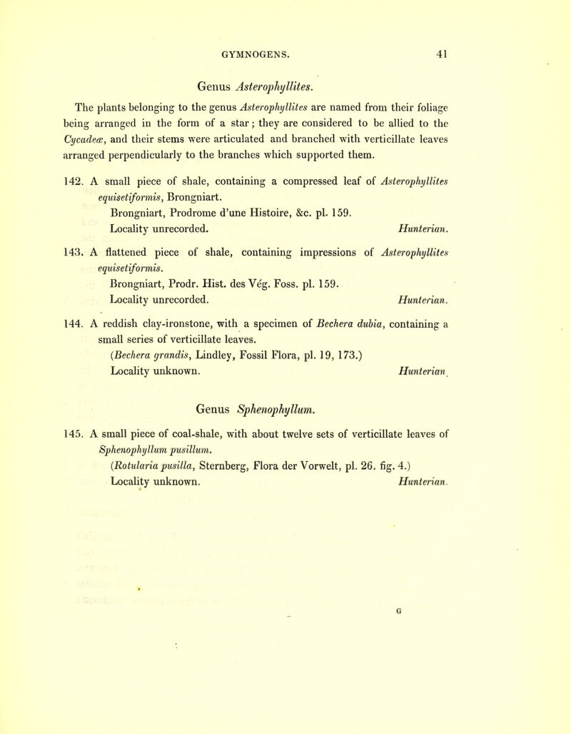Genus Asterophyllites. The plants belonging to the genus Asterophyllites are named from their foliage being arranged in the form of a star; they are considered to be allied to the Cycadea, and their stems were articulated and branched with verticillate leaves arranged perpendicularly to the branches which supported them. 142. A small piece of shale, containing a compressed leaf of Asterophyllites equisetiformis, Brongniart. Brongniart, Prodrome d'une Histoire, &c. pL 159. Locality unrecorded. Hunterian. 143. A flattened piece of shale, containing impressions of Asterophyllites equisetiformis. Brongniart, Prodr. Hist, des Veg. Foss. pi. 159. Locality unrecorded. Hunterian. 144. A reddish clay-ironstone, with a specimen of Bechera dubia, containing a small series of verticillate leaves. {Bechera grandis, Lindley, Fossil Flora, pi. 19, 173.) Locality unknown. Hunterian^ Genus Sphenophyllum. 145. A small piece of coal-shale, with about twelve sets of verticillate leaves of Sphenophyllum pusillum. {Rotularia pusilla, Sternberg, Flora der Vorwelt, pi. 26. fig. 4.) Locality unknown. Hunterian. 6
