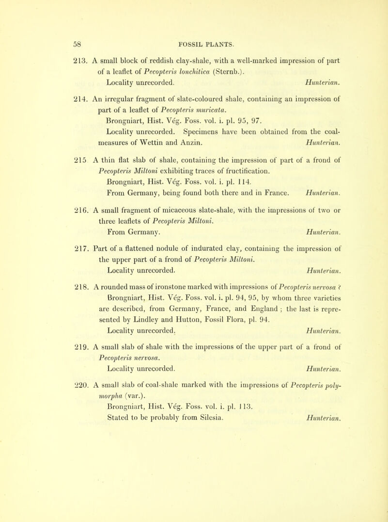 213. A small block of reddish clay-shale, with a well-marked impression of part of a leaflet of Pecopteris lonchitica (Sternb.). Locality unrecorded. Hunterian. 214. An irregular fragment of slate-coloured shale, containing an impression of part of a leaflet of Pecopteris muricata. Brongniart, Hist. Veg. Foss. vol. i. pi. 95, 97. Locality unrecorded. Specimens have been obtained from the coal- measures of Wettin and Anzin. Hunterian. 215 A thin flat slab of shale, containing the impression of part of a frond of Pecopteris Miltoni exhibiting traces of fructification. Brongniart, Hist. Veg. Foss. vol. i. pi. 114. From Germany, being found both there and in France. Hunterian. 216. A small fragment of micaceous slate-shale, with the impressions of two or three leaflets of Pecopteris Miltoni. From Germany. Hunterian. 217. Part of a flattened nodule of indurated clay, containing the impression of the upper part of a frond of Pecopteris Miltoni. Locality unrecorded. Hunterian. 218. A rounded mass of ironstone marked with impressions of Pecopteris nervosa '< Brongniart, Hist. Veg. Foss. vol. i. pi. 94, 95, by whom three varieties are described, from Germany, France, and England ; the last is repre- sented by Lindley and Hutton, Fossil Flora, pi. 94. Locality unrecorded. Hunterian. 219. A small slab of shale with the impressions of the upper part of a frond of Pecopteris nervosa. Locality unrecorded. Hunterian. 220. A small slab of coal-shale marked with the impressions of Pecopteris poly- morpha (var.). Brongniart, Hist. Veg. Foss. vol. i. pi. 113. Stated to be probably from Silesia. Hunterian.