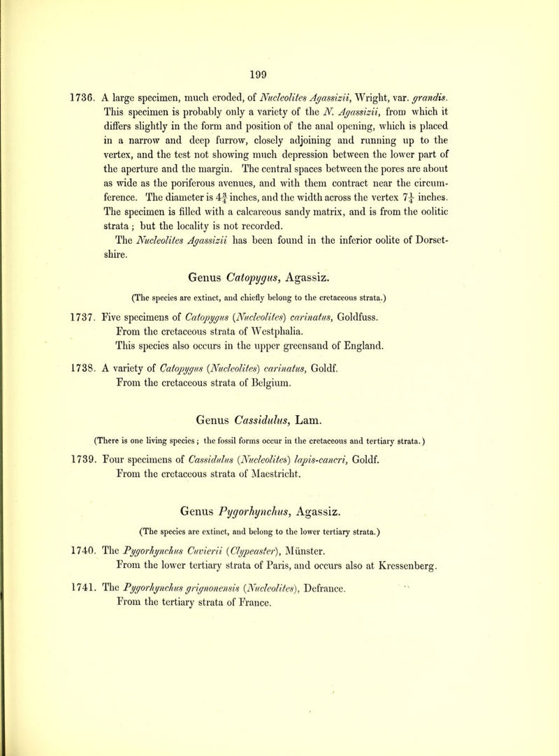 1736. A large specimen, much eroded, of Nudeolites Agassizii, Wright, var. grandis. This specimen is probably only a variety of the N. Agassizii, from which it differs slightly in the form and position of the anal opening, which is placed in a narrow and deep furrow, closely adjoining and running up to the vertex, and the test not showing much depression between the lower part of the apertiu-e and the margin. The central spaces between the pores are about as wide as the poriferous avenues, and with them contract near the circum- ference. The diameter is 4f inches, and the width across the vertex 1\ inches. Tlie specimen is filled with a calcareous sandy matrix, and is from the oolitic strata ; but the locality is not recorded. The Nudeolites Agassizii has been found in the inferior oolite of Dorset- shire. Genus Catopygiis, Agassiz. (The species are extinct, and chiefly belong to the cretaceous strata.) 1737. Five specimens of Catopygus {Nudeolites) carinatus, Goldfuss. From the cretaceous strata of Westphalia. This species also occurs in the upper greensand of England. 1738. A variety of Catoj^ggus {Nudeolites) carinatus, Goldf. From the cretaceous strata of Belgium. Genus Cassidulus, Lam. (There is one living species ; the fossil forms occur in the cretaceous and tertiary strata.) 1739. Four specimens of Cassidulus {Nudeolites) lapis-cancri, Goldf. From the cretaceous strata of Maestricht. Genus Pygorhytichus, Agassiz. (The species are extinct, and belong to the lower tertiary strata.) 1740. The Pggorhgnchus Cuvierii {Clgpeaster), Miinster, From the lower tertiary strata of Paris, and occurs also at Kressenberg. 1741. The Pggorhgnchus grignonensis {Nudeolites), Defrance. From the tertiary strata of France.