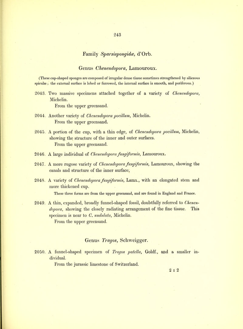 Family Sparsispongidce, d'Orb. Genus Chenendopora, Lamouroux. (These cup-shaped sponges are composed of irregular dense tissue sometimes strengthened by siliceous spiculse ; the external surface is lobed or furrowed, the internal surface is smooth, and poriferous.) 2043. Two massive specimens attached together of a variety of Chenendopora, Michehn. From the upper greensand. 2044. Another variety of Chenendoporapocillum, Michehn. From the upper greensand. 2045. A portion of the cup, with a thin edge, of Chenendopora pocillum, Michehn, showing the structure of the inner and outer surfaces. From the upper greensand. 2046. A large individual of Chenendopora fungiformis, Lamouroux. 2047. A more rugose variety of Chenendopora fungiformis, Lamouroux, showing the canals and structure of the inner surface. 2048. A variety of Chenendopora fungiformis, Lamx., with an elongated stem and more thickened cup. These three forms are from the upper greensand, and are found in England and France. 2049. A thin, expanded, broadly funnel-shaped fossil, doubtfully referred to Chenen- dopora, showing the closely radiating arrangement of the fine tissue. This specimen is near to C. undidata, Michehn. From the upper greensand. Genus Tragos, Schweigger. 2050. A funnel-shaped specimen of Tragos patella, Goldf., and a smaller in- dividual. From the Jurassic limestone of Switzerland. 3 I 2