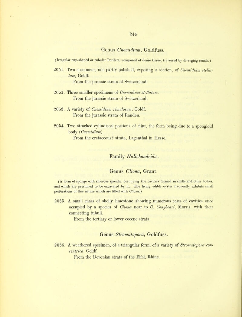 Genus Cnemidium, Goldfuss. (Irregular cup-shaped or tubular Porifera, composed of dense tissue, traversed by diverging canals.) 2051. Two specimens, one partly polished, exposing a section, of Cnemidium stella- tum, Goldf. JFrom the Jurassic strata of Switzerland. 2052. Tliree smaller specimens of Cnemidium stellatum. From the jm-assic strata of Switzerland. 2053. A variety of Cnemidium rimidosum., Goldf. From the jm'assic strata of Randen. 2054. Two attached cyUndrical portions of flint, the form being due to a spongioid body {Cnemiditm). From the cretaceous? strata, Lagenthal in Hesse. Family Halichondridce. Genus Cliona, Grant. (A form of sponge with siliceous spiculse, occupying the cavities formed in shells and other bodies, and which are presumed to be excavated by it. The livmg edible oyster frequently exhibits small perforations of this nature which are filled with Cliona.) 2055. A small mass of shelly limestone showing numerous casts of cavities once occupied by a species of Cliona near to C. Conyheari, Morris, with their connecting tubuli. From the tertiary or lower eocene strata. Genus Stromatopora, Goldfuss. 2056. A weathered specimen, of a triangular form, of a variety of Stromatopora con- cenfrica, Goldf. From the Devonian strata of the Eifel, Rhine.