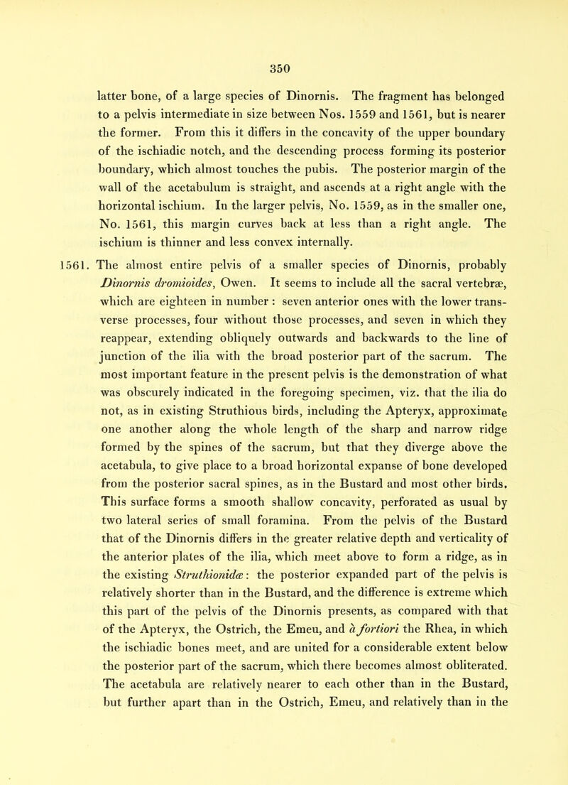 latter bone, of a large species of Dinornis. The fragment has belonged to a pelvis intermediate in size between Nos. 1559 and 1561, but is nearer the former. From this it differs in the concavity of the upper boundary of the ischiadic notch, and the descending process forming its posterior boundary, which almost touches the pubis. The posterior margin of the wall of the acetabulum is straight, and ascends at a right angle with the horizontal ischium. In the larger pelvis, No. 1559, as in the smaller one. No. 1561, this margin curves back at less than a right angle. The ischium is thinner and less convex internally. 1561. The almost entire pelvis of a smaller species of Dinornis, probably Dinornis dromioides, Owen. It seems to include all the sacral vertebrae, which are eighteen in number : seven anterior ones with the lower trans- verse processes, four without those processes, and seven in which they reappear, extending obliquely outwards and backwards to the line of junction of the ilia with the broad posterior part of the sacrum. The most important feature in the present pelvis is the demonstration of what was obscurely indicated in the foregoing specimen, viz. that the ilia do not, as in existing Struthious birds, including the Apteryx, approximate one another along the whole length of the sharp and narrow ridge formed by the spines of the sacrum, but that they diverge above the acetabula, to give place to a broad horizontal expanse of bone developed from the posterior sacral spines, as in the Bustard and most other birds. This surface forms a smooth shallow concavity, perforated as usual by two lateral series of small foramina. From the pelvis of the Bustard that of the Dinornis differs in the greater relative depth and verticality of the anterior plates of the ilia, which meet above to form a ridge, as in the existing Struthionida: the posterior expanded part of the pelvis is relatively shorter than in the Bustard, and the difference is extreme which this part of the pelvis of the Dinornis presents, as compared with that of the Apteryx, the Ostrich, the Emeu, and a fortiori the Rhea, in which the ischiadic bones meet, and are united for a considerable extent below the posterior part of the sacrum, which there becomes almost obliterated. The acetabula are relatively nearer to each other than in the Bustard, but further apart than in the Ostrich, Emeu, and relatively than in the