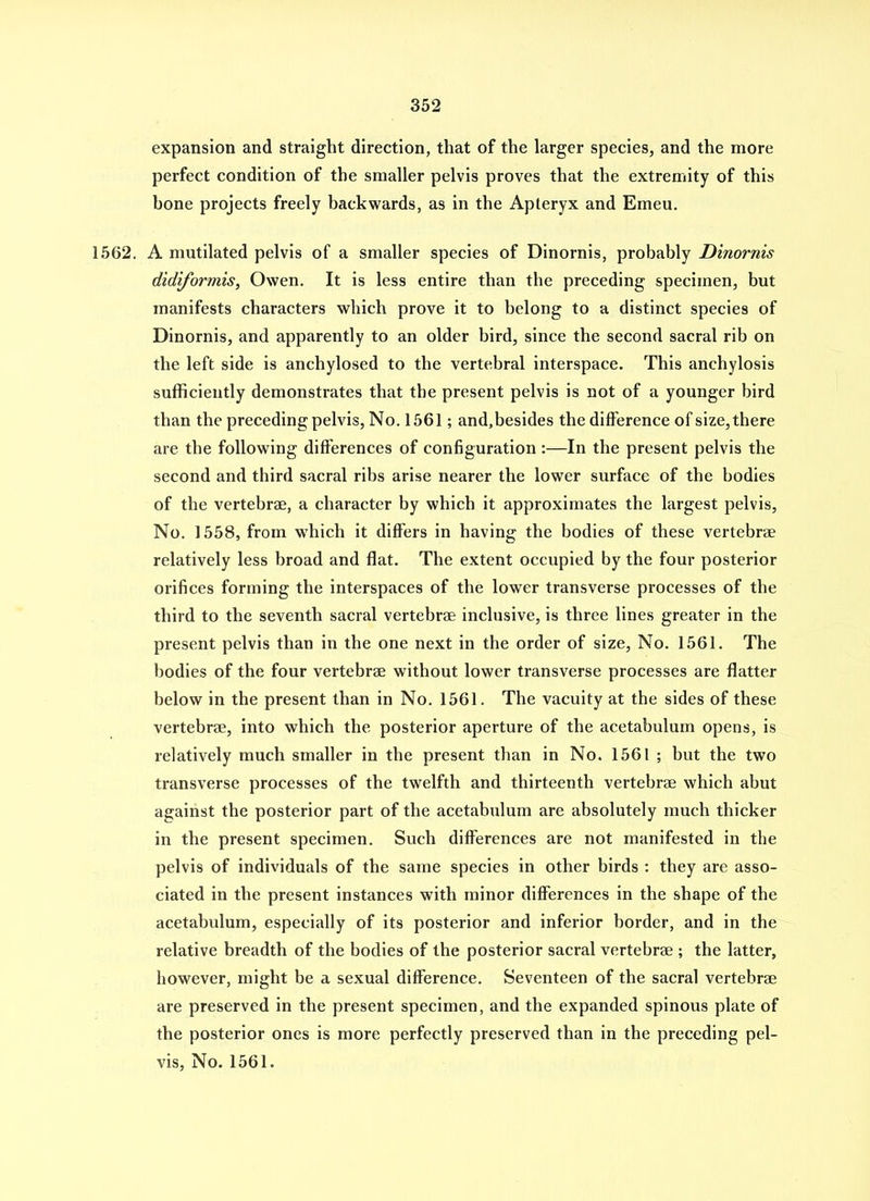 expansion and straight direction, that of the larger species, and the more perfect condition of the smaller pelvis proves that the extremity of this bone projects freely backwards, as in the Apteryx and Emeu. 1562. A mutilated pelvis of a smaller species of Dinornis, probably Dinornis didiformis, Owen. It is less entire than the preceding specimen, but manifests characters which prove it to belong to a distinct species of Dinornis, and apparently to an older bird, since the second sacral rib on the left side is anchylosed to the vertebral interspace. This anchylosis sufficiently demonstrates that the present pelvis is not of a younger bird than the preceding pelvis. No. 1561; and,besides the difference of size, there are the following differences of configuration :—In the present pelvis the second and third sacral ribs arise nearer the lower surface of the bodies of the vertebrae, a character by which it approximates the largest pelvis. No. 1558, from which it differs in having the bodies of these vertebrae relatively less broad and flat. The extent occupied by the four posterior orifices forming the interspaces of the lower transverse processes of the third to the seventh sacral vertebrae inclusive, is three lines greater in the present pelvis than in the one next in the order of size. No. 1561. The bodies of the four vertebrae without lower transverse processes are flatter below in the present than in No. 1561. The vacuity at the sides of these vertebrae, into which the posterior aperture of the acetabulum opens, is relatively much smaller in the present than in No. 1561 ; but the two transverse processes of the twelfth and thirteenth vertebrae which abut against the posterior part of the acetabidum are absolutely much thicker in the present specimen. Such differences are not manifested in the pelvis of individuals of the same species in other birds : they are asso- ciated in the present instances with minor difl^erences in the shape of the acetabulum, especially of its posterior and inferior border, and in the relative breadth of the bodies of the posterior sacral vertebrae ; the latter, however, might be a sexual difference. Seventeen of the sacral vertebrae are preserved in the present specimen, and the expanded spinous plate of the posterior ones is more perfectly preserved than in the preceding pel- vis, No. 1561.