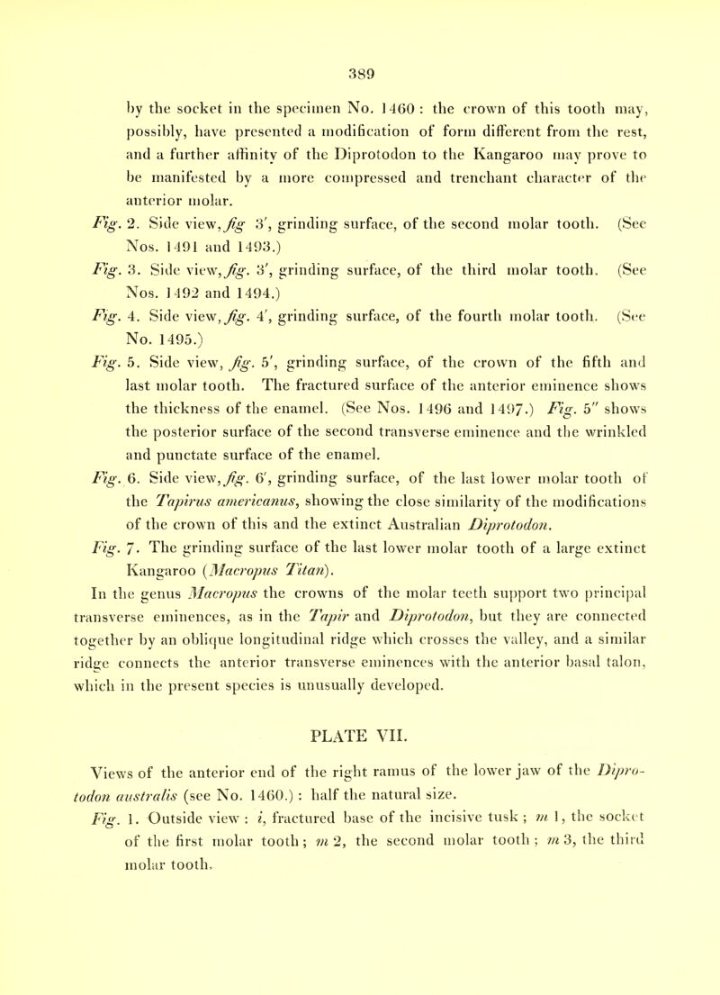 by the socket in the specimen No. 1460 : the crown of this tooth may, possibly, have presented a modification of form different from the rest, and a further affinity of the Diprotodon to the Kangaroo may prove to be manifested by a more compressed and trenchant character of the anterior molar. Fig. 2. Side view,^?^ 3', grinding surface, of the second molar tooth. (See Nos. 1491 and 1493.) Fig. 3. Side \iv\\,Jig-. 3', grinding surface, of the third molar tooth. (See Nos. 1492 and 1494.) Fig. 4. Side \'ie\y,^g. 4', grinding surface, of the fourth molar tooth. (See No. 1495.) Fig. 5, Side view, Jig. 5', grinding surface, of the crown of the fifth and last molar tooth. The fractured surface of the anterior eminence shows the thickness of the enamel. (See Nos, 1496 and 149/.) Fig. 5 shows the posterior surface of the second transverse eminence and the wrinkled and punctate surface of the enamel. Fig. 6. Side view,^^-. 6', grinding surface, of the last lower molar tooth of the Tapirus americanus^ showing the close similarity of the modifications of the crown of this and the extinct Australian Diprotodon. Fig. 7- The grinding surface of the last lower molar tooth of a large extinct Kangaroo {3Iacfopus Tita?i). In the genus 3Iac?'op?is the crowns of the molar teeth support two |?rincipal transverse eminences, as in the Tapir and Diprotodon, but they are connected together by an oblique longitudinal ridge which crosses the valley, and a similar ride;e connects the anterior transverse eminences with the anterior basal talon, which in the present species is unusually developed. PLATE VIL Views of the anterior end of the right ramus of the lower jaw of the Dipro- todon australis (see No. 1460.) : half the natural size. Fig. 1. Outside view : i, fractured base of the incisive tusk ; w« 1, the socket of the first molar tooth ; m 2, the second molar tooth ; m 3, the third molar tooth.
