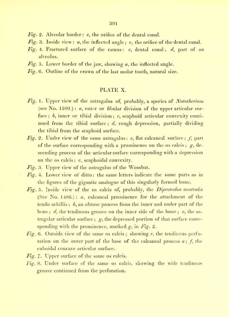 Fig. 2. Alveolar border : c, the orifice of the dental canal. Fig. 3. Inside view : a, the inflected angle ; c, the orifice of the dental canal. Fig. A. Fractured surface of the ramus: c, dental canal; r/, part of an alveolus. Fig. 5. Lower border of the jaw, showing a, the inflected angle. Fig. G. Outline of the crown of the last molar tooth, natural size. PLATE X. Fig. 1. Upper view of the astragalus of, probably, a species of Noiotlierium (see No. 1.509.) : «, outer or fibular division of the upper articular sur- face ; b, inner or tibial division ; e, scaphoid articular convexity conti- nued from the tibial surface ; d, rough depression, partially dividing the tibial from the scaphoid surface. Fig. 2. Under view of the same astragalus: e, flat calcaneal surface ; part of the surface corresponding with a prominence on the os calcis ; g., de- scending process of the articular svirface corresponding with a depression on the OS calcis ; e, scaphoidal convexity. Fig. 3. Upper view of the astragalus of the Wombat. ' Fig. 4. Lower view of ditto: the same letters indicate the same parts as in the figures of the gigantic analogue of this singularly formed bone. Fig. b. Inside view of the os calcis of, probably, the Diprotodon amtralis (See No. 1486.) : a, calcaneal prominence for the attachment of the tendo achillis ; b, an obtuse process from the inner and under part of the bone ; the tendinous groove on the inner side of the bone ; the as- tragalar articular surface ; g, the depressed portion of that surface corre- sponding with the prominence, marked^, in Fig. 2. Fig. G. Outside view of the same os calcis ; showing c, the tendinous perfo- ration on the outer part of the base of the calcaneal process a; f, the cuboidal concave articular surface. Fig. 7. Upper surface of the same os calcis. Fig. 8. Under surface of the same os calcis, showing the wide tendinous groove continued from the perforation.